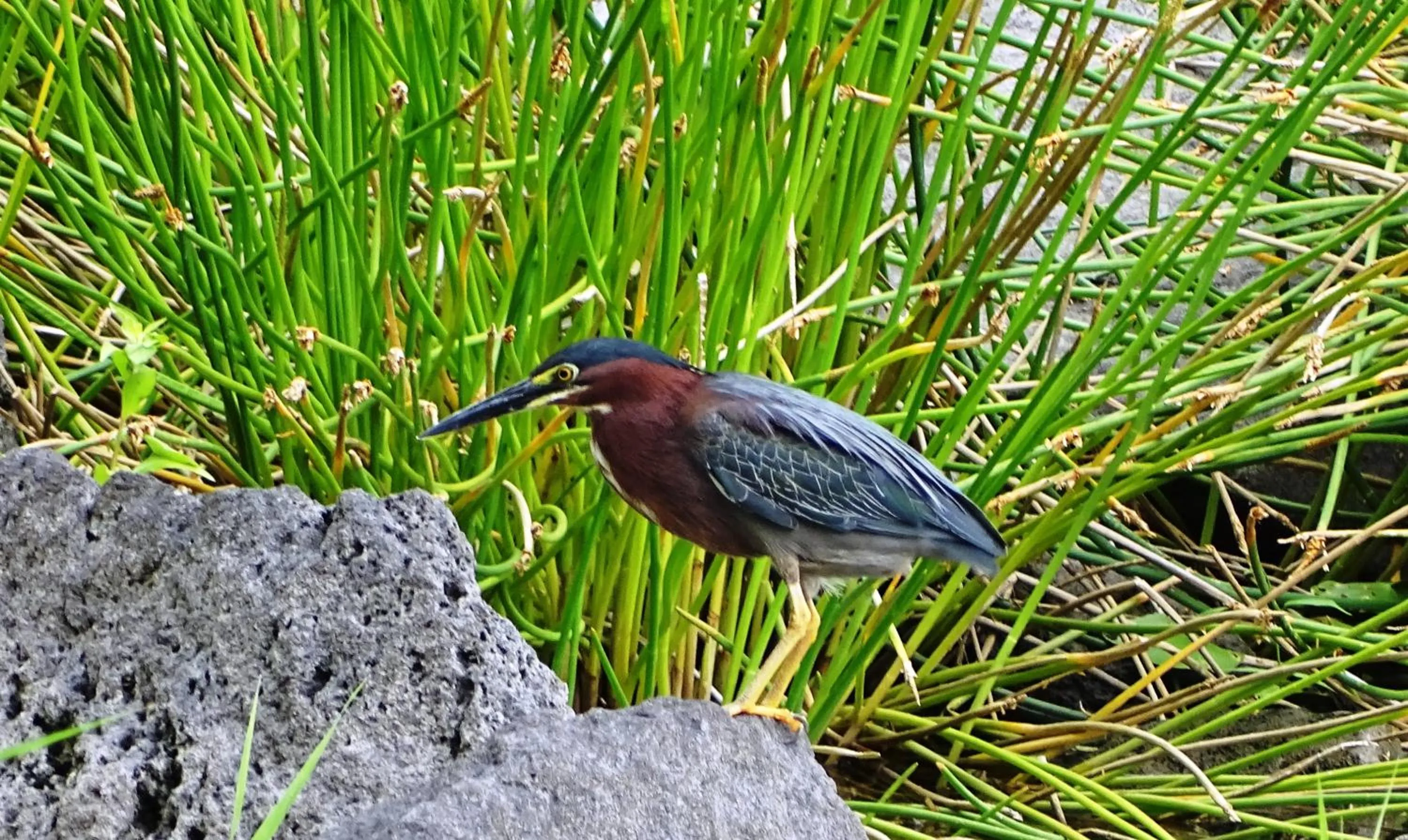 Zopango Orchids Island
