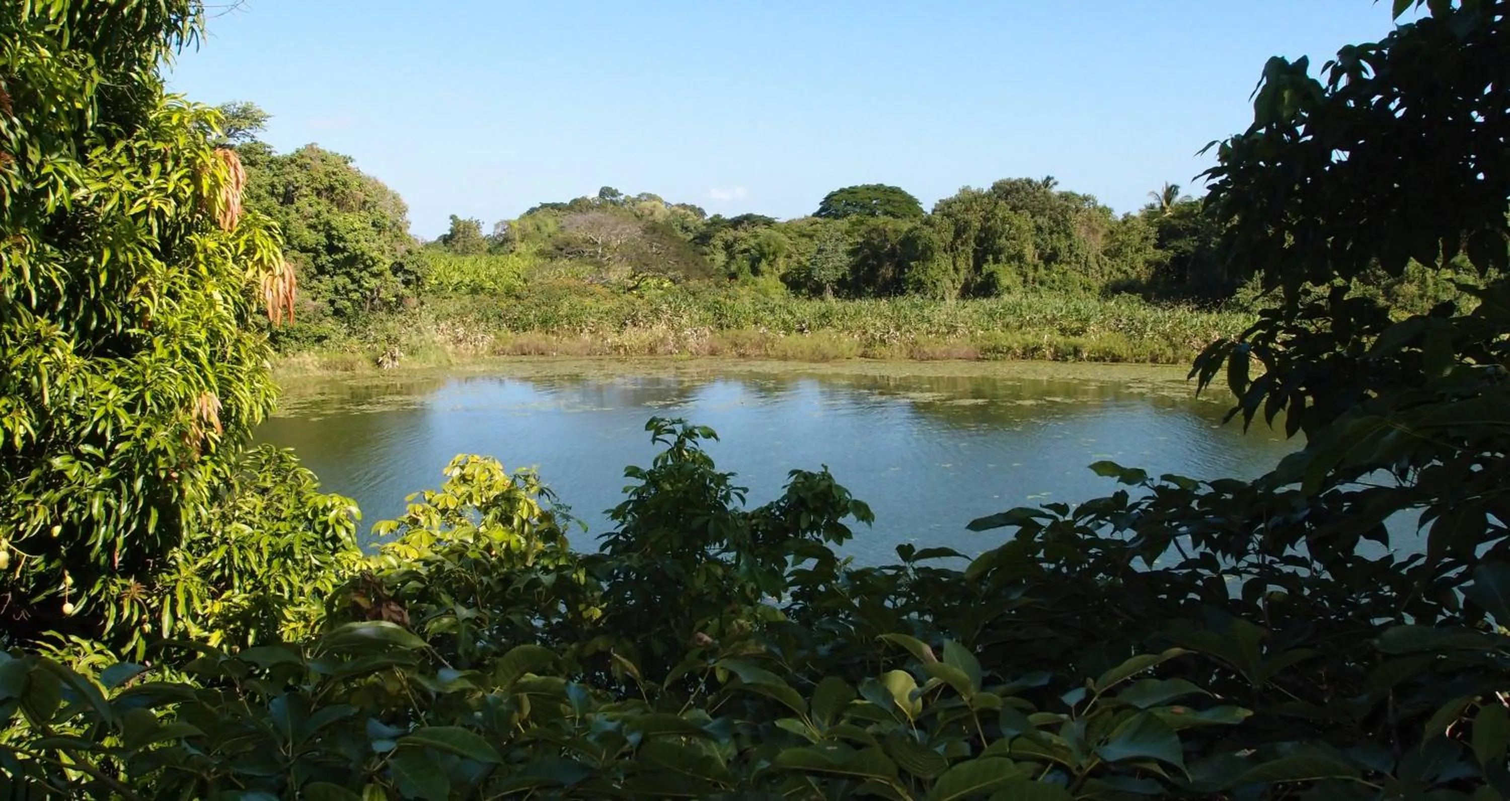 Zopango Orchids Island