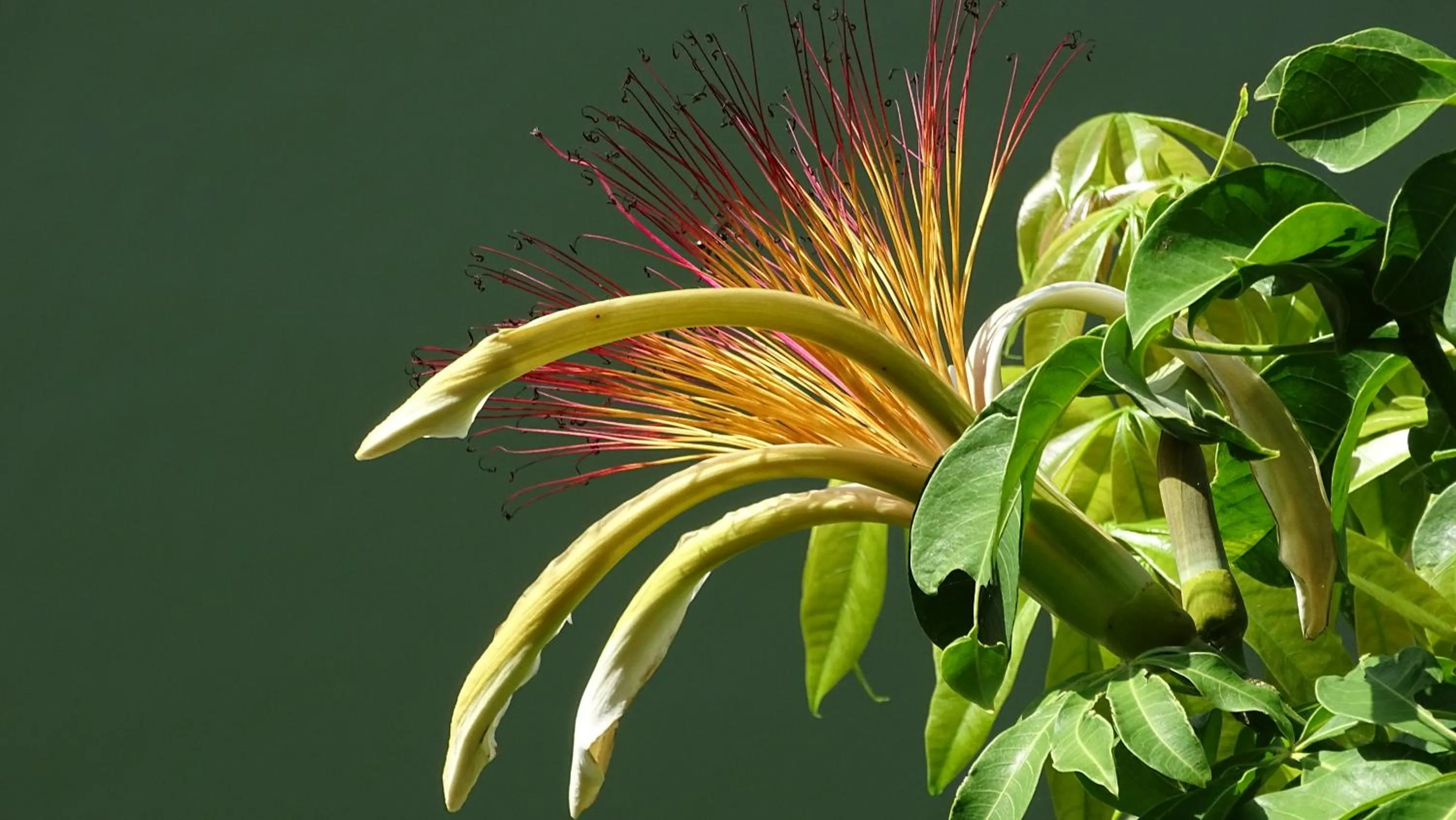 Garden in Zopango Orchids Island