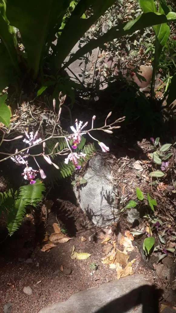 Zopango Orchids Island