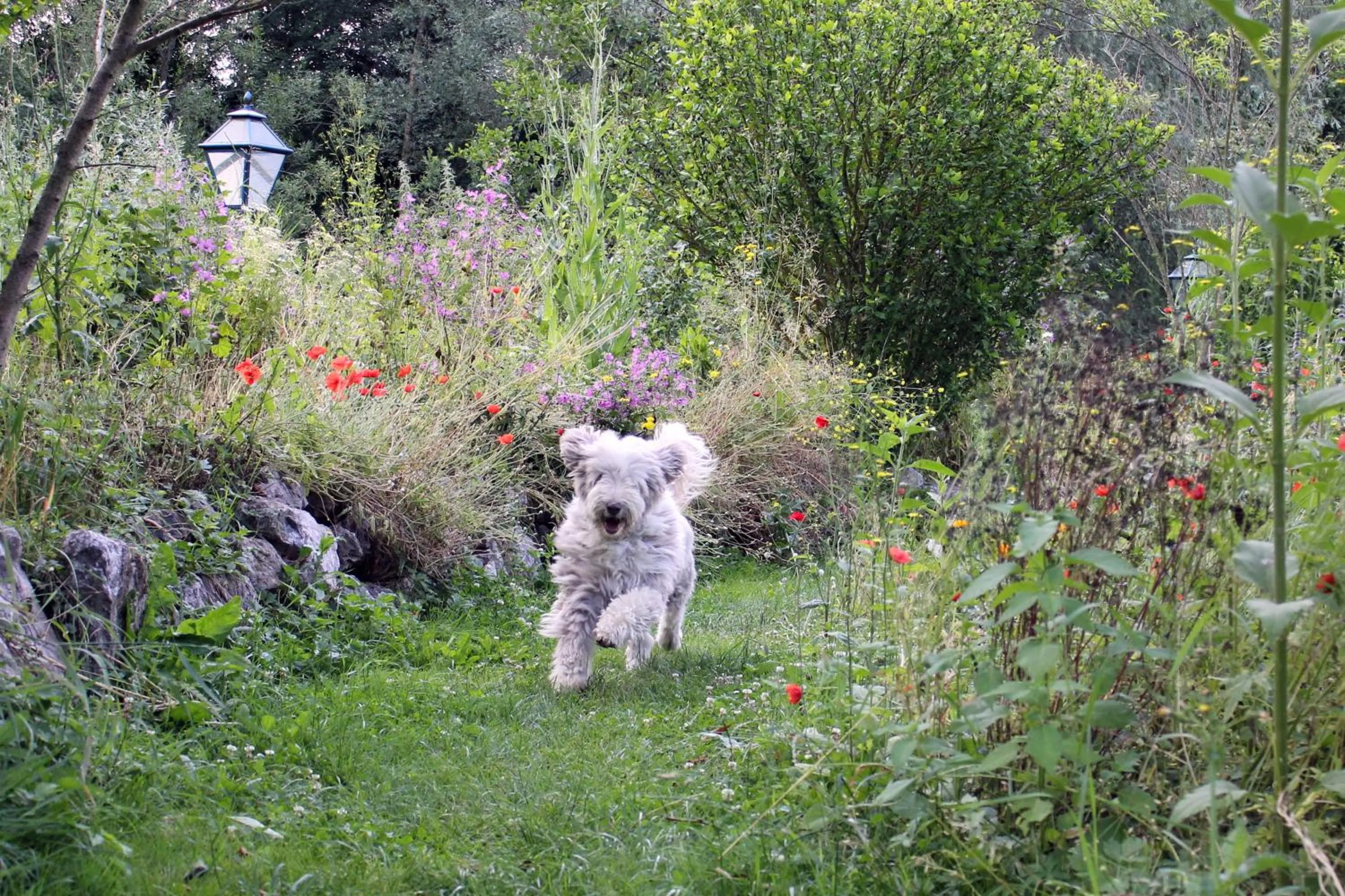 Pets in Steinschalerhof