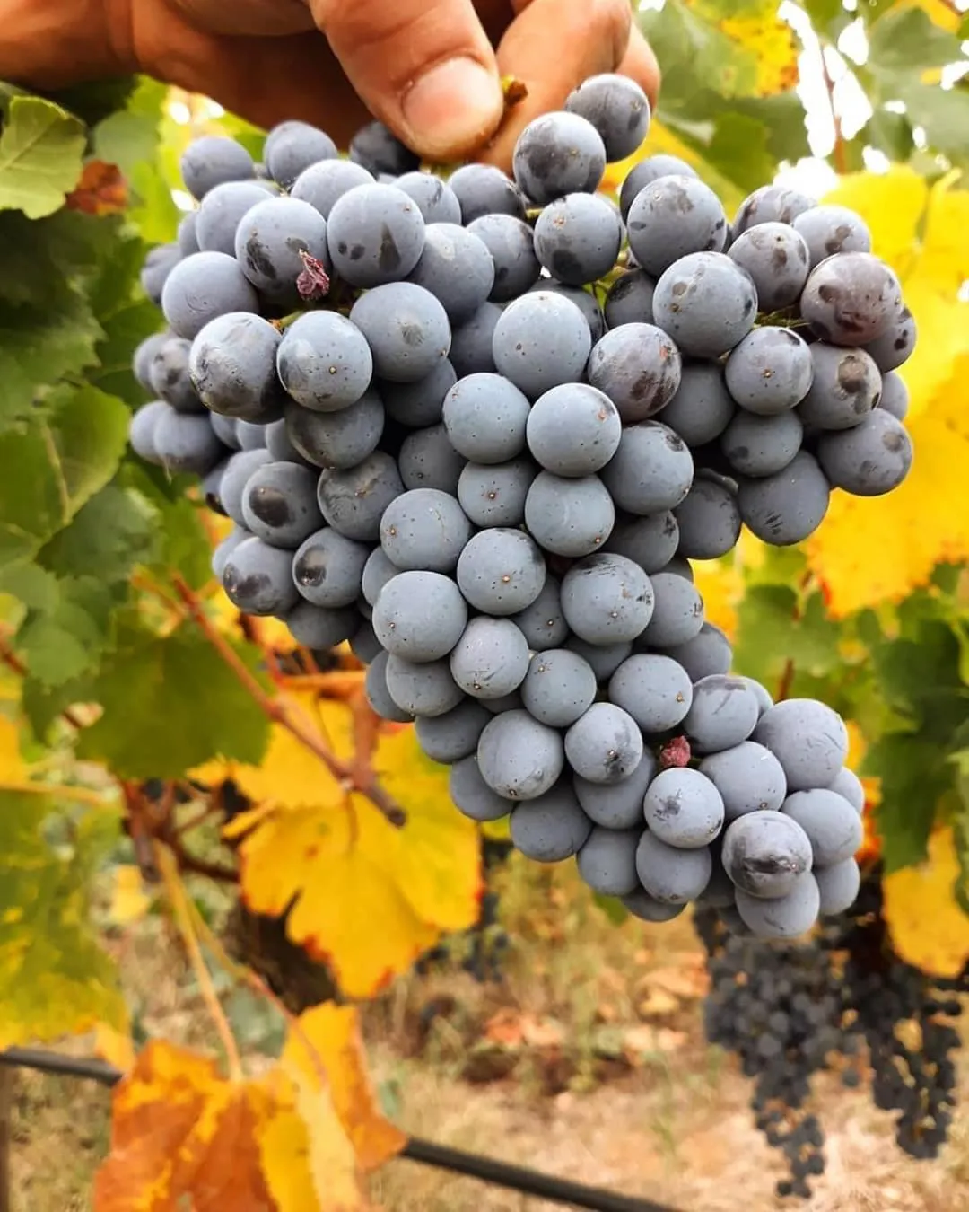 Food and drinks in B&B Badde Cubas