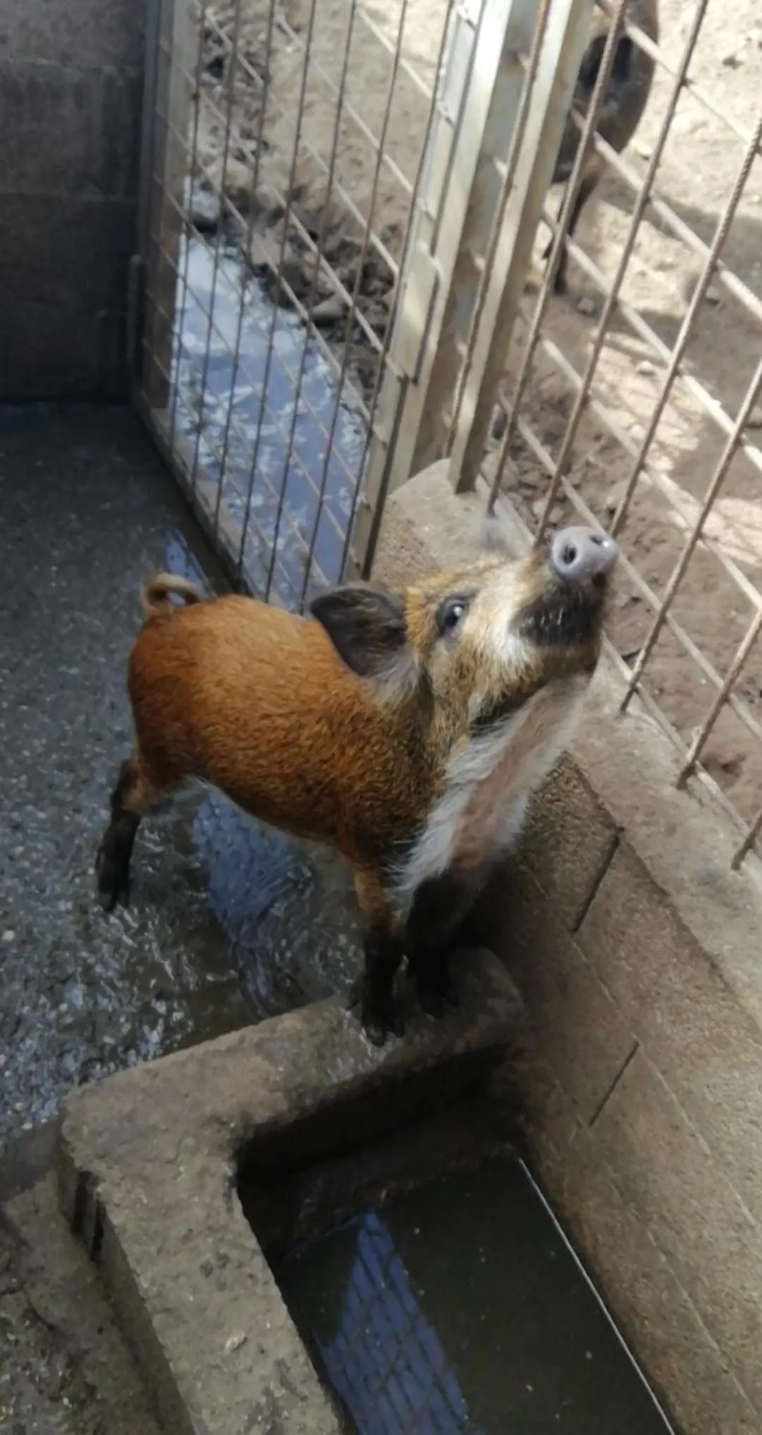 Animals in B&B Badde Cubas