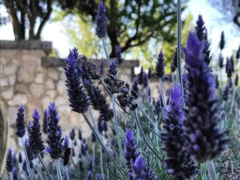 Garden in B&B Badde Cubas