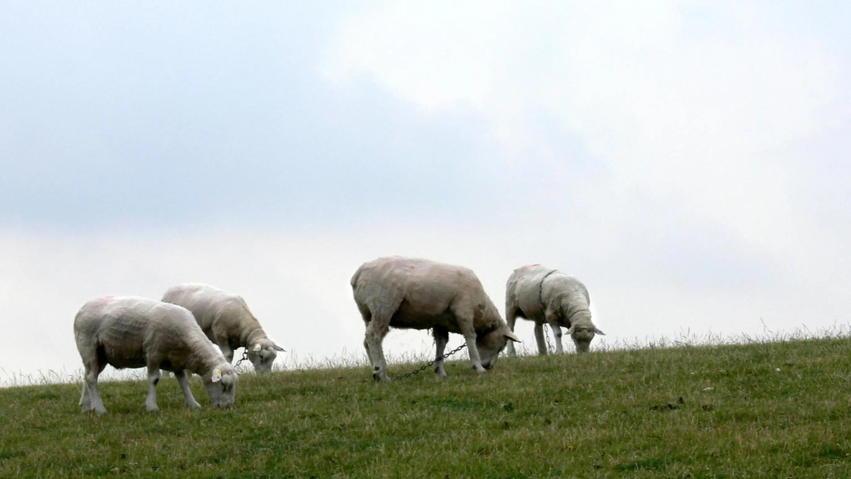 Animals in Strandhotel Dagebüll direkt an der Nordsee