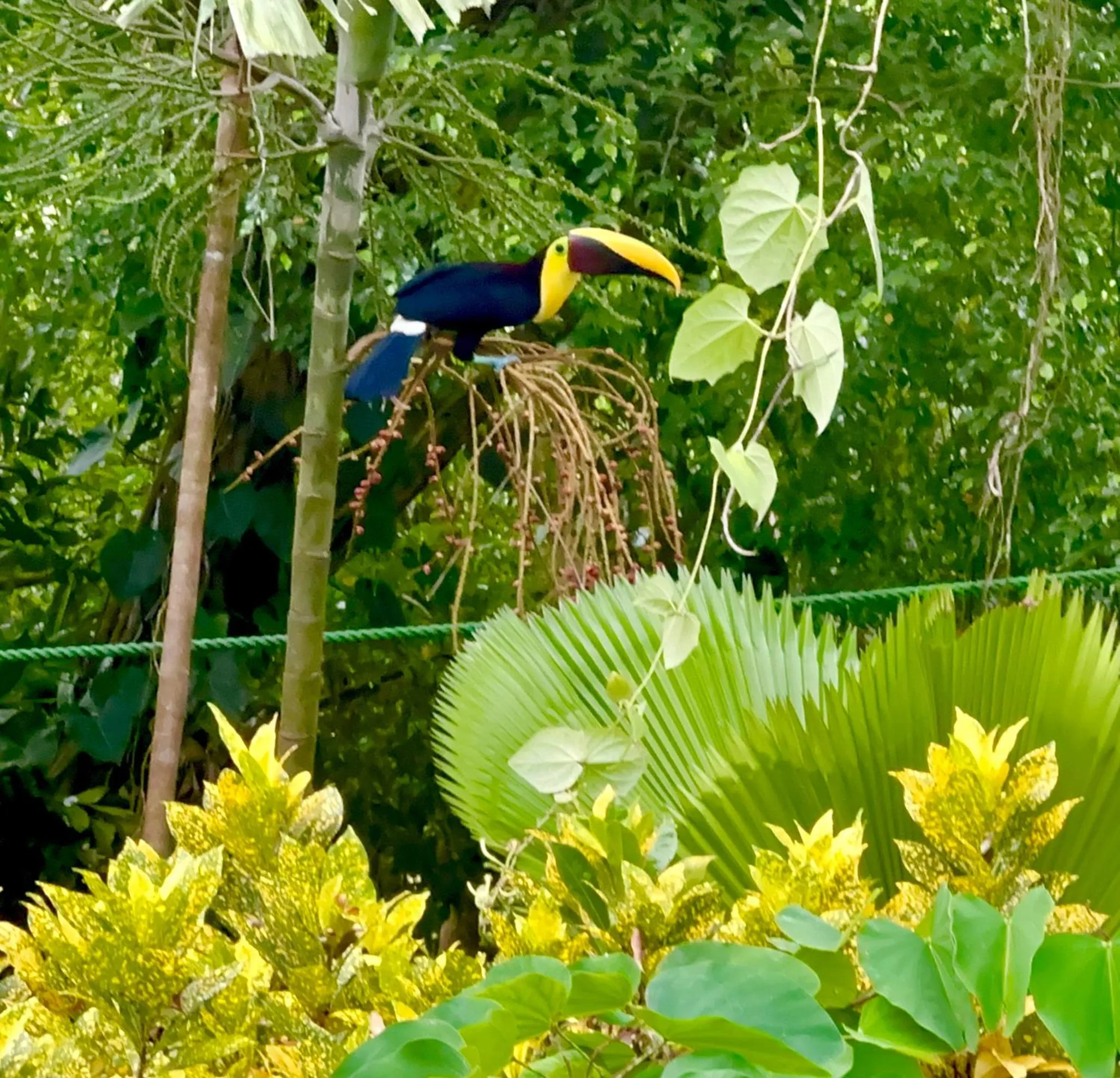 Landmark view in Jungle Beach Hotel Manuel Antonio