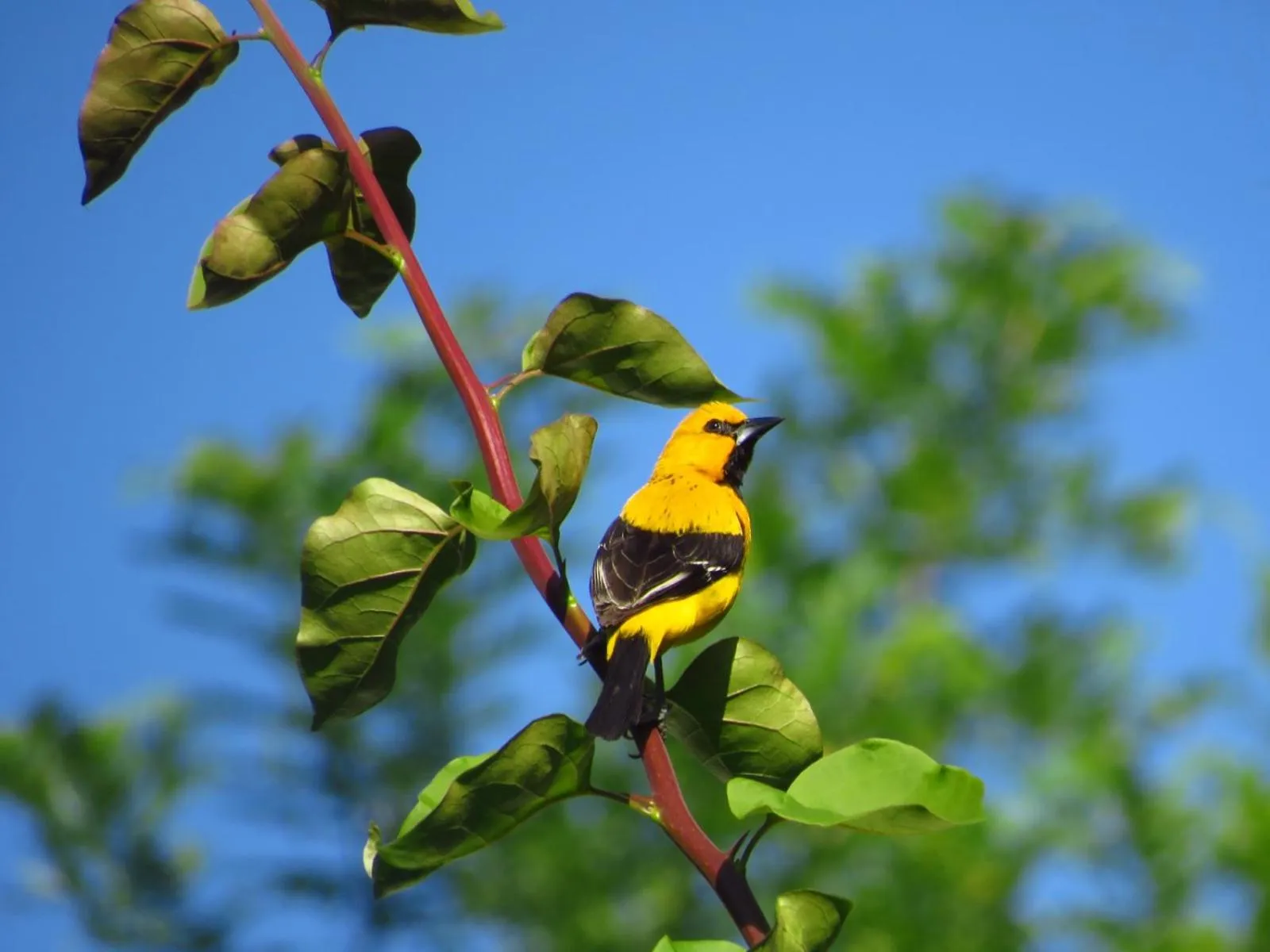 Activities in Minca Ecohabs Hotel