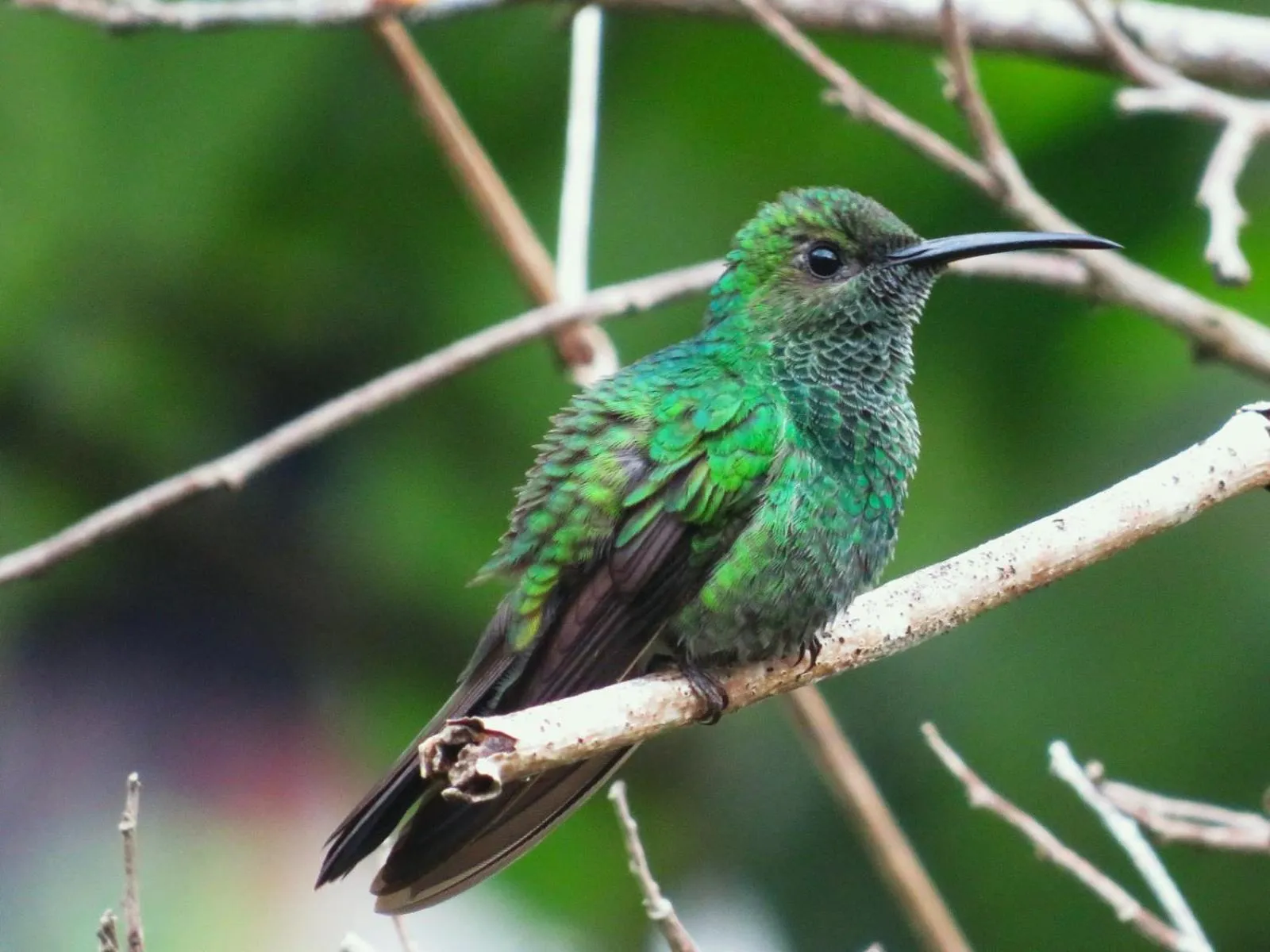 Animals in Minca Ecohabs Hotel