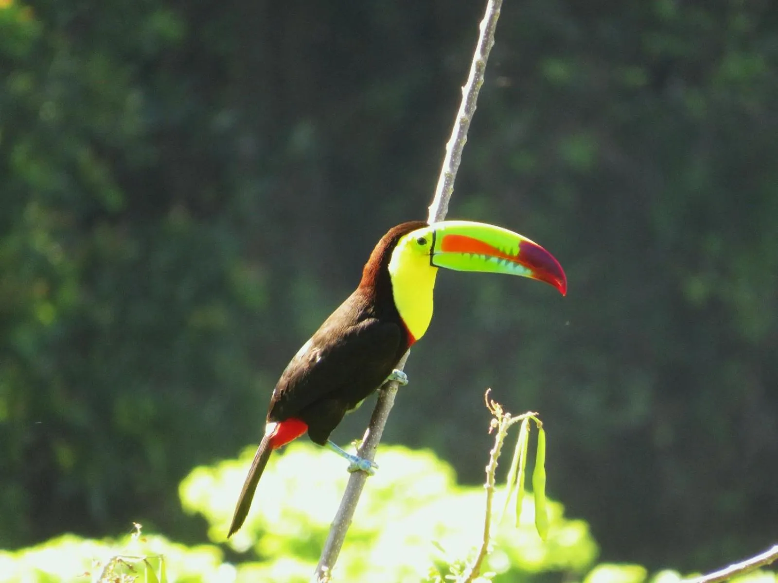 Animals in Minca Ecohabs Hotel