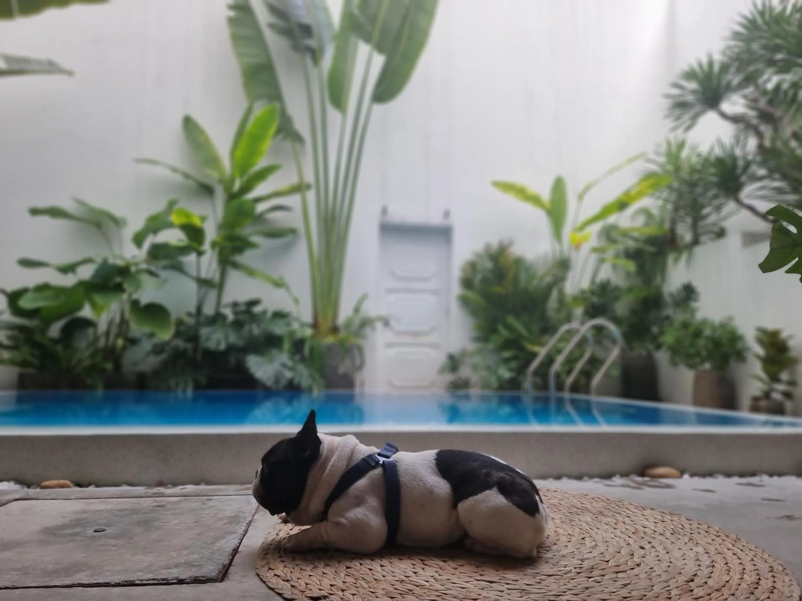 Pool view in LaDa's House Da Nang