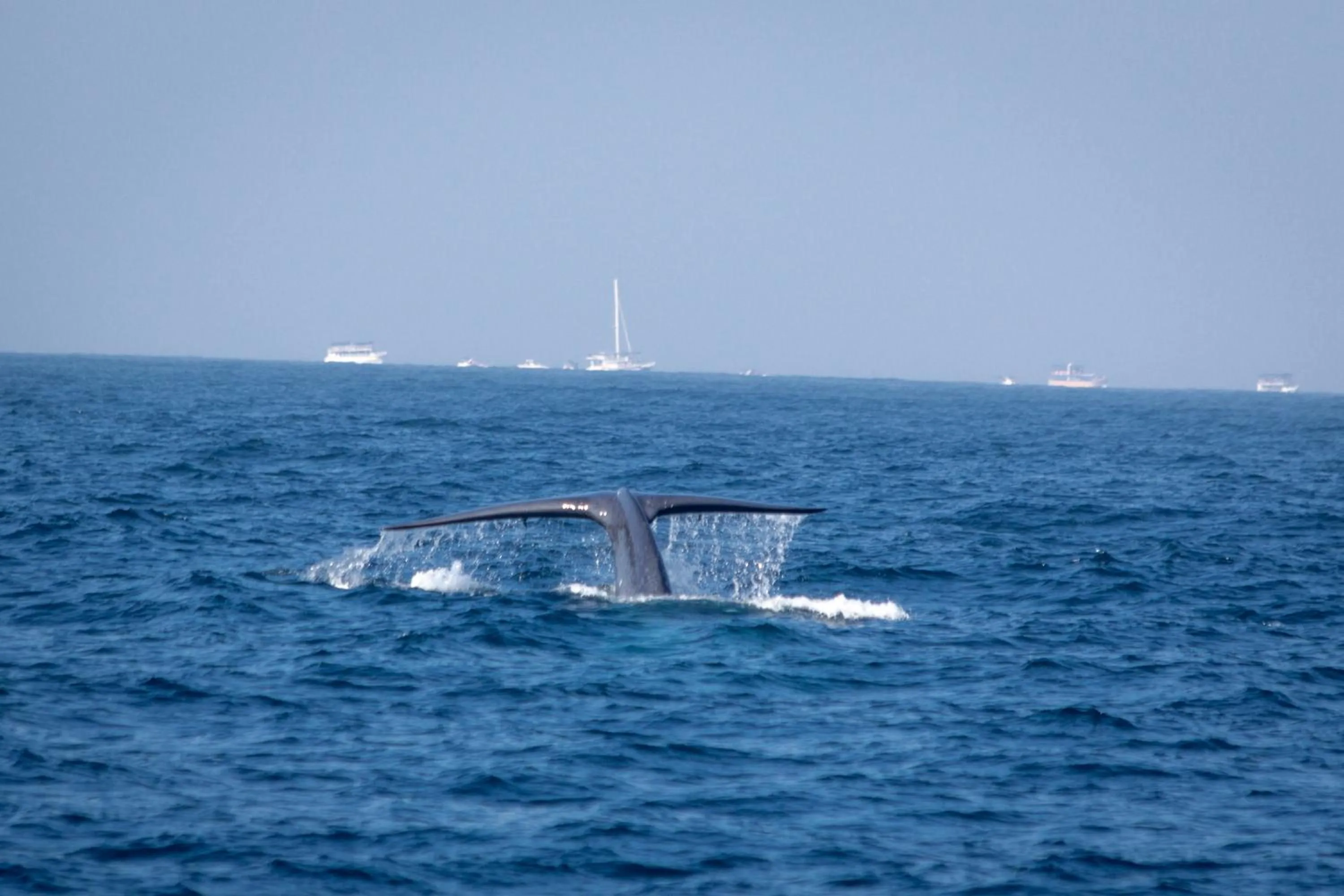 Activities in Parangi Weligama Bay - Thema Collection