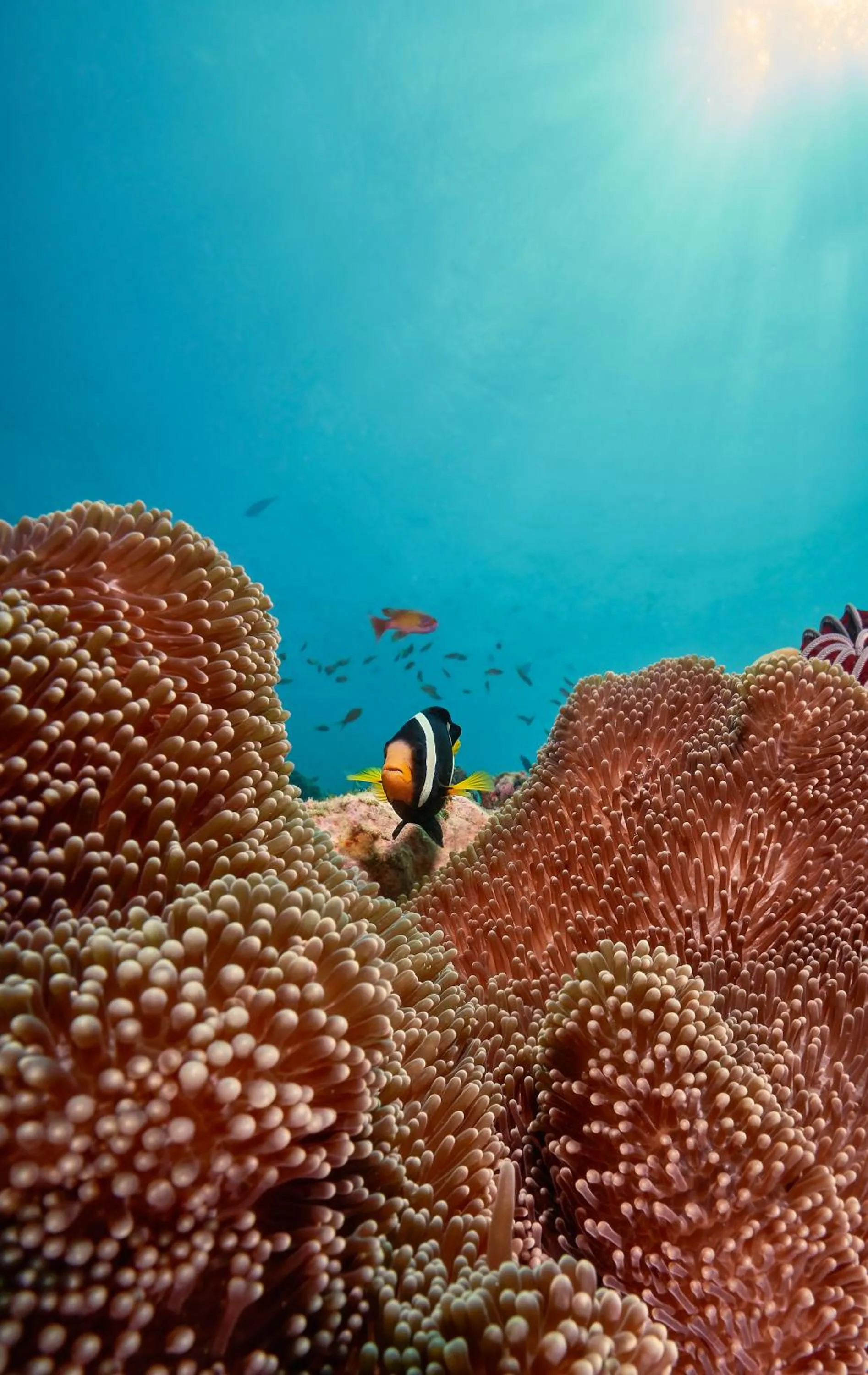 Natural landscape in Cora Cora Maldives - Premium All-Inclusive Resort