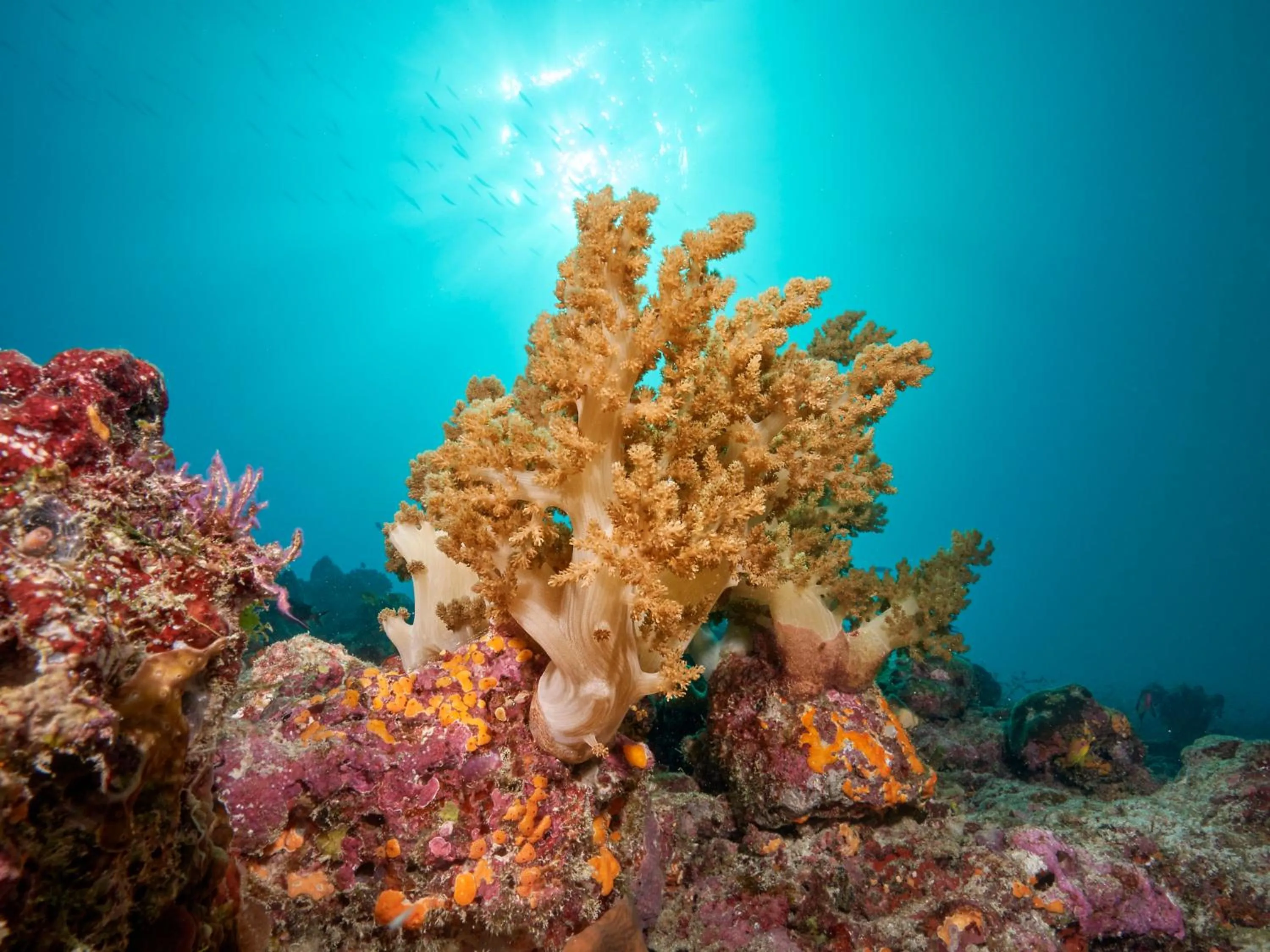 Natural landscape in Cora Cora Maldives - Premium All-Inclusive Resort