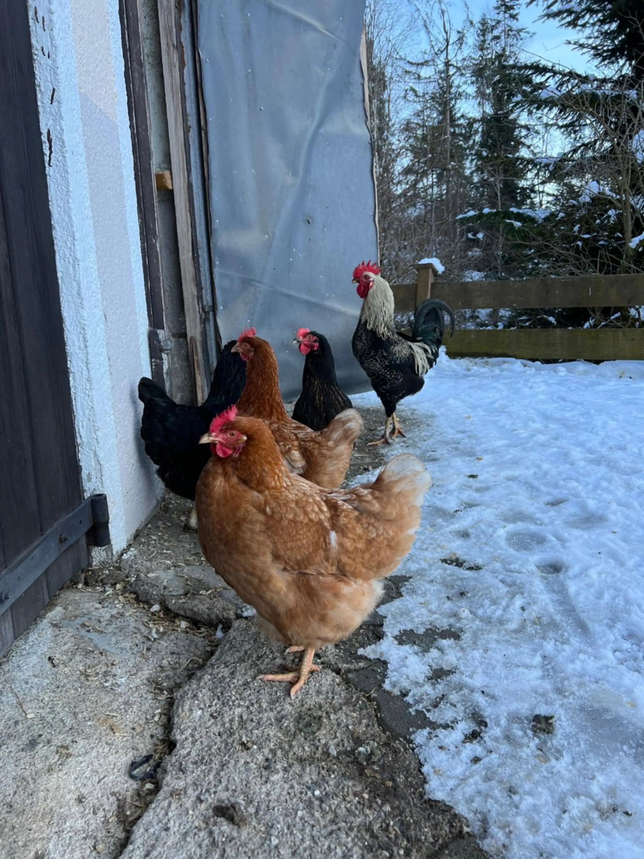 Animals in Sunnseit Lodge - Kitzbüheler Alpen