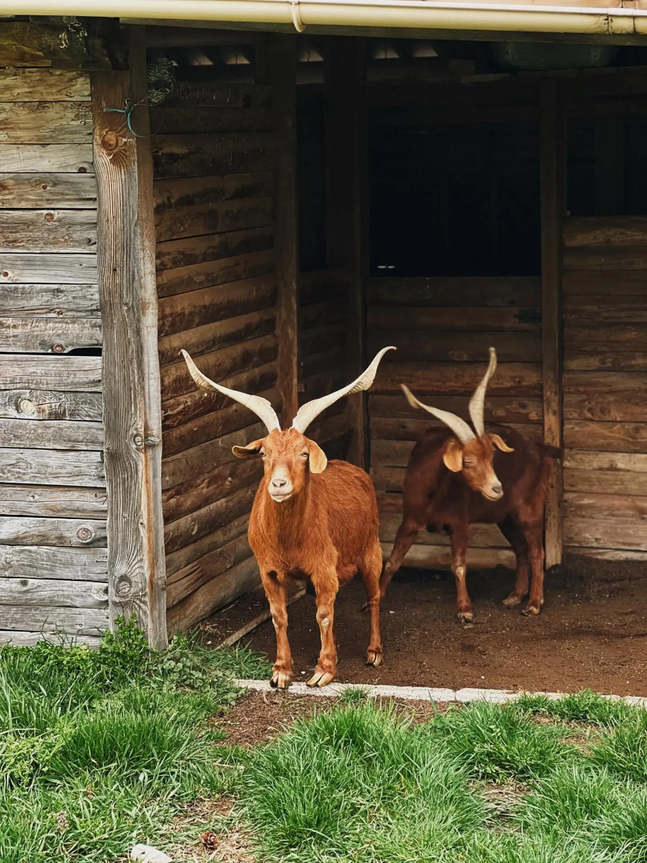 One-Bedroom Cottage in La Bastide des Pins One-Bedroom Cottage in La Bastide des Pins