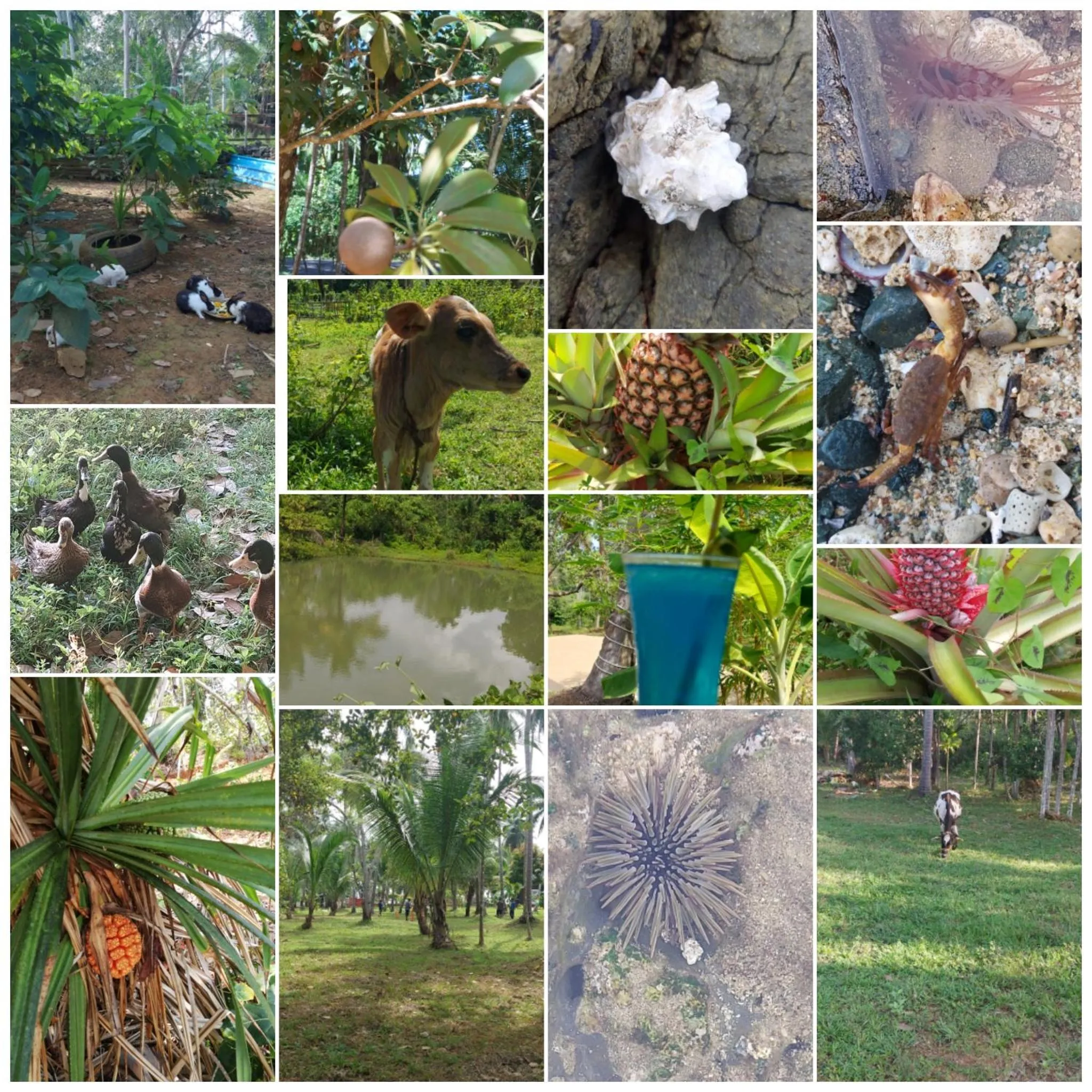 Garden in Adhvasaha Beach Spa Resort