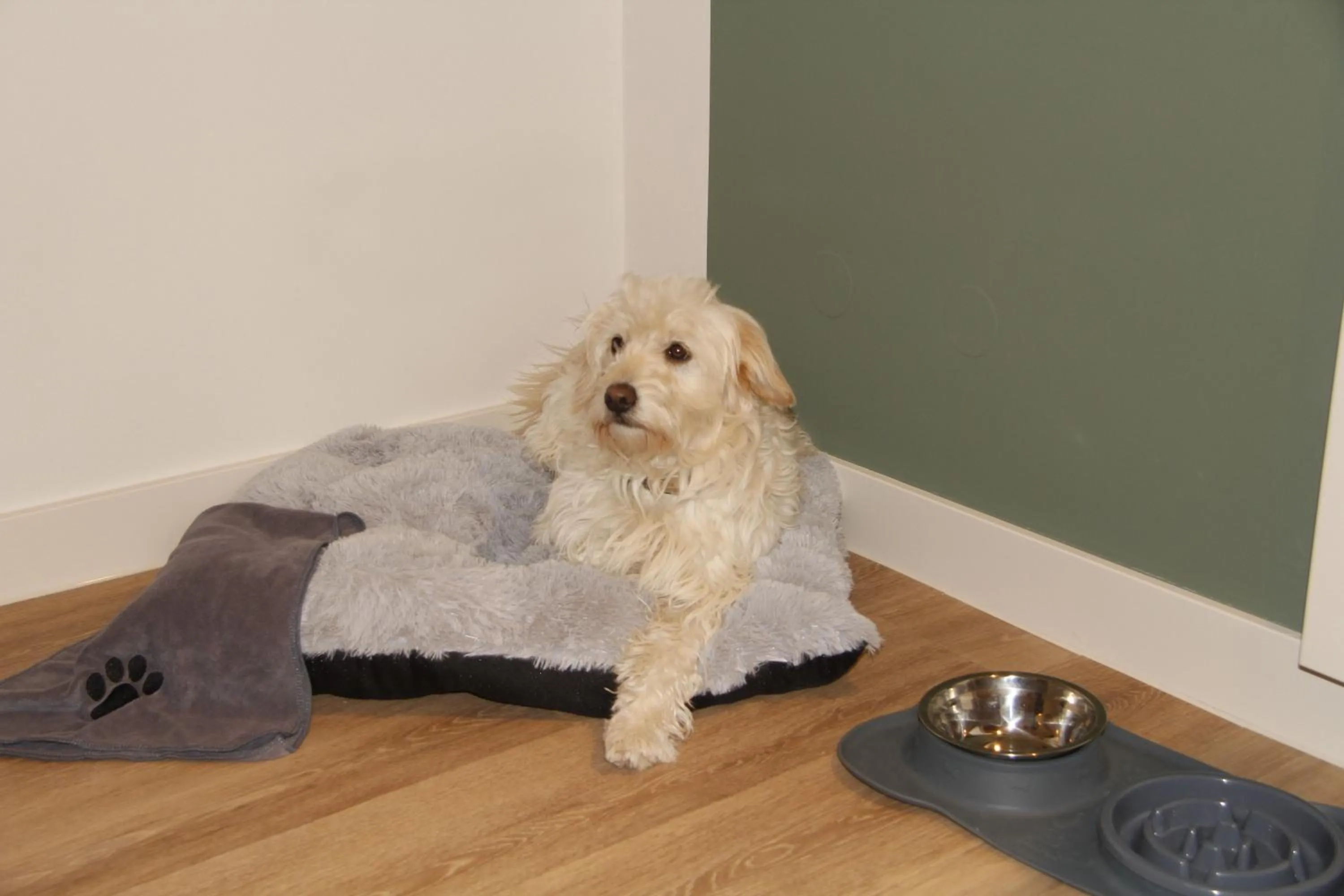 Pets in Gästehaus Centro in Konstanz