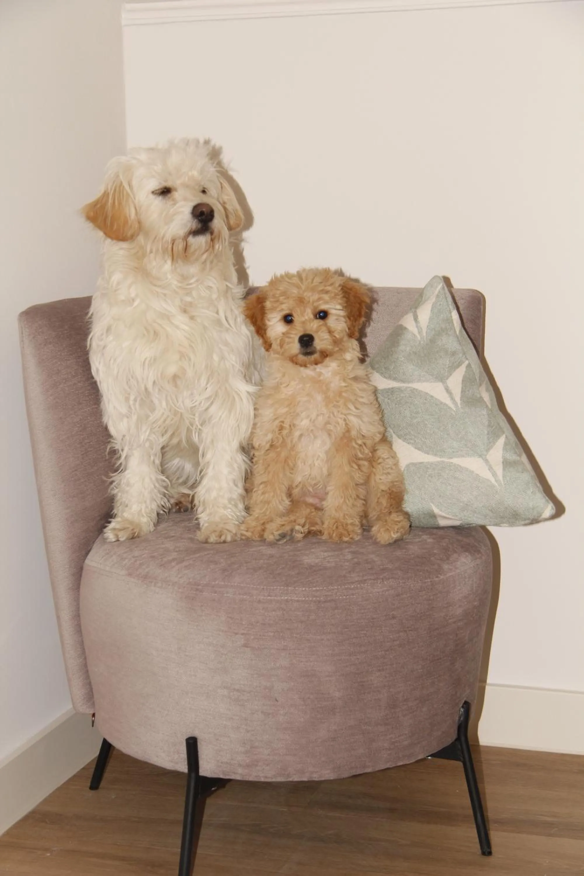 Pets in Gästehaus Centro in Konstanz