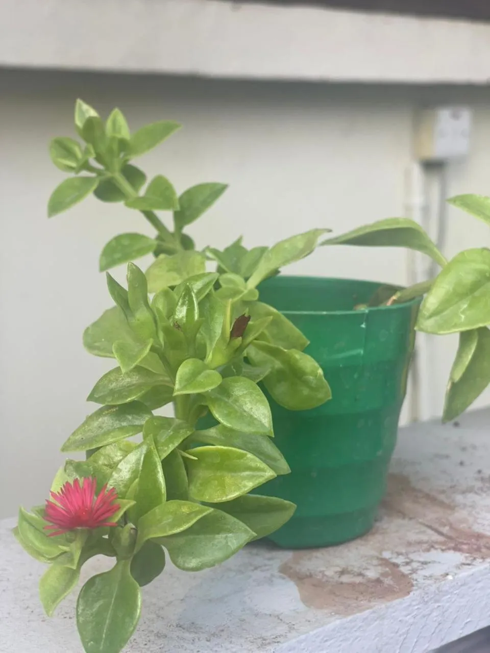 Garden view in L&J Modern Backpackers Kinondoni