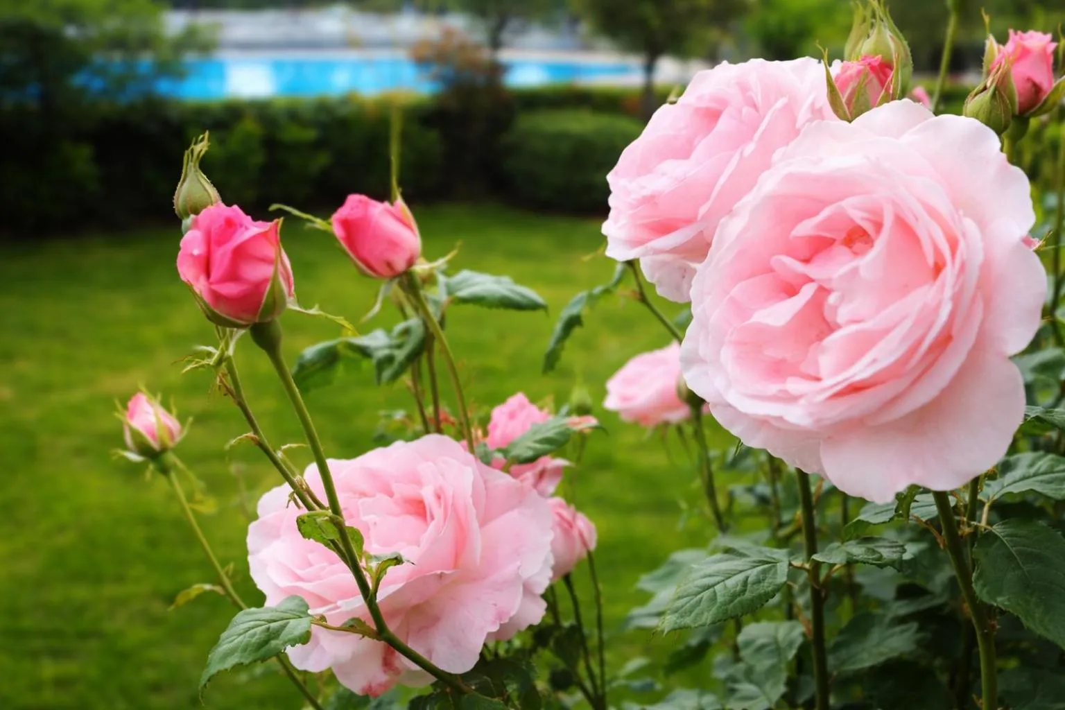 Spring in Hotel Nessi Locarno