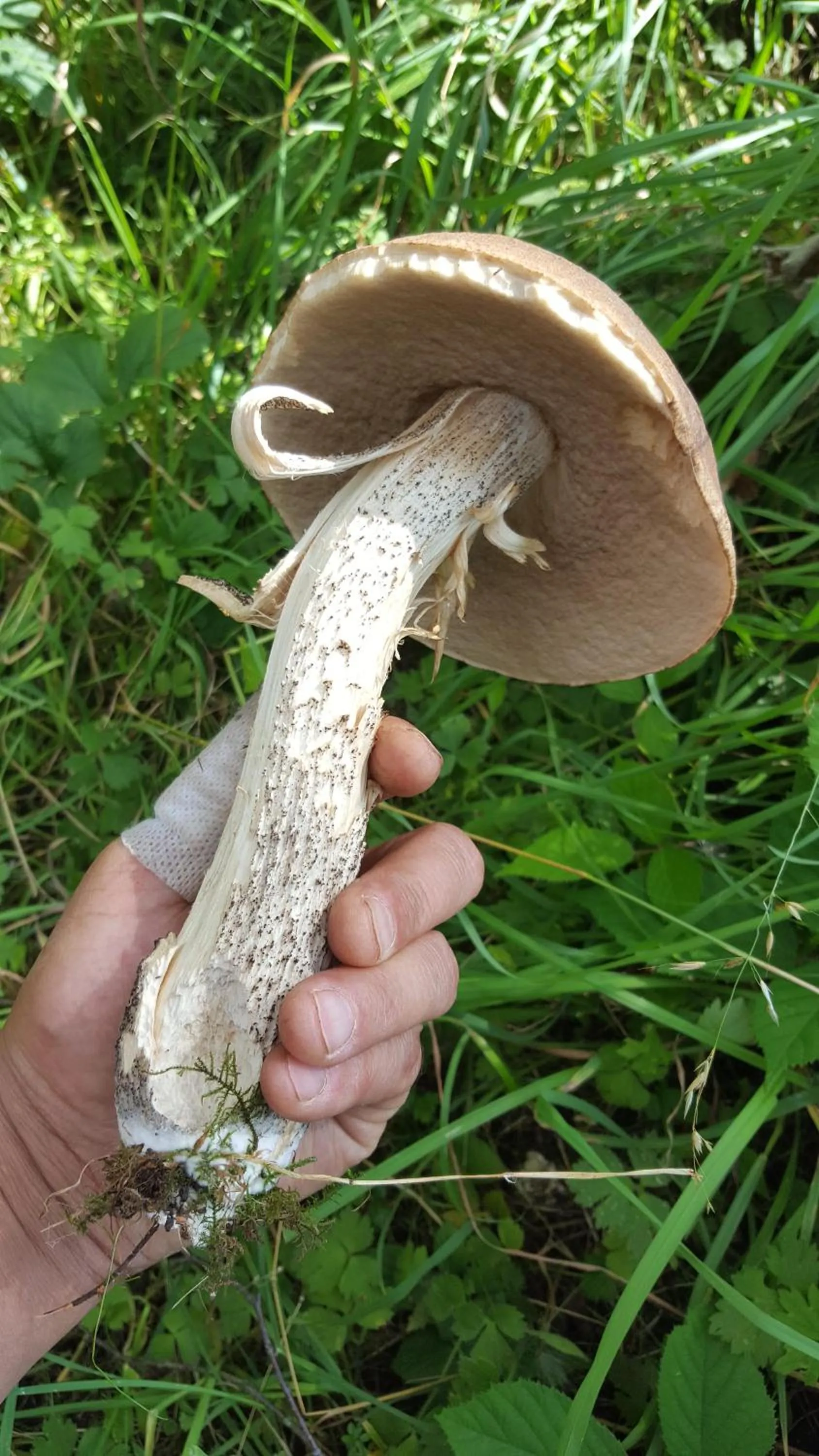 Garden in Eco Indigo