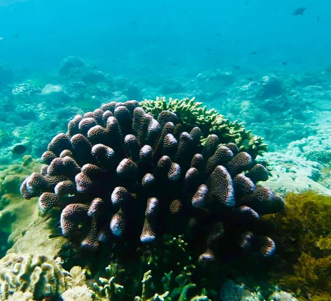 Snorkeling in The Palms Ceningan Hotel