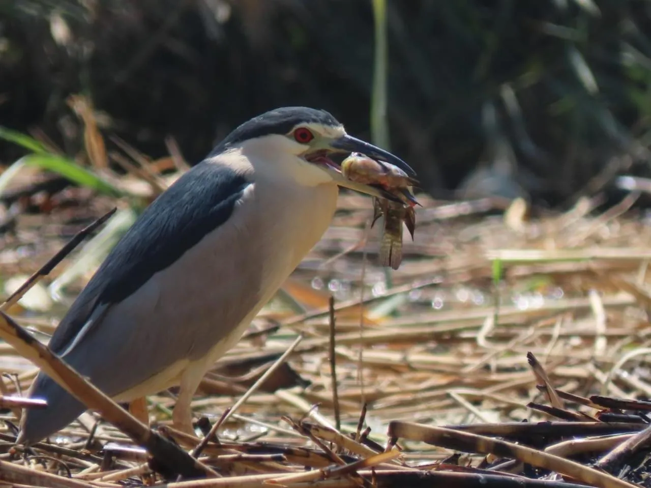 Luxor Old Nile Hotel