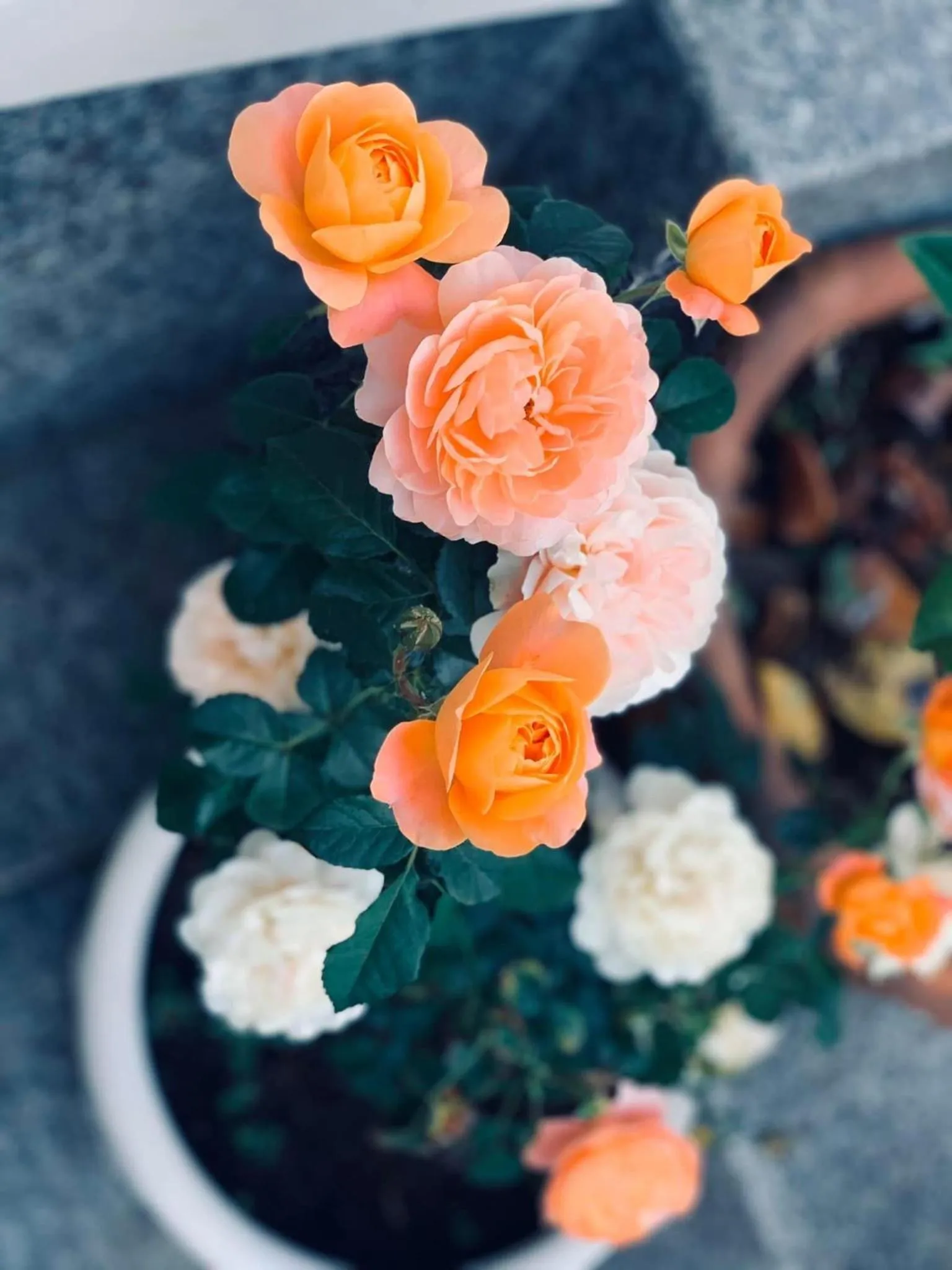 Patio in Family Homestay Dalat Casa