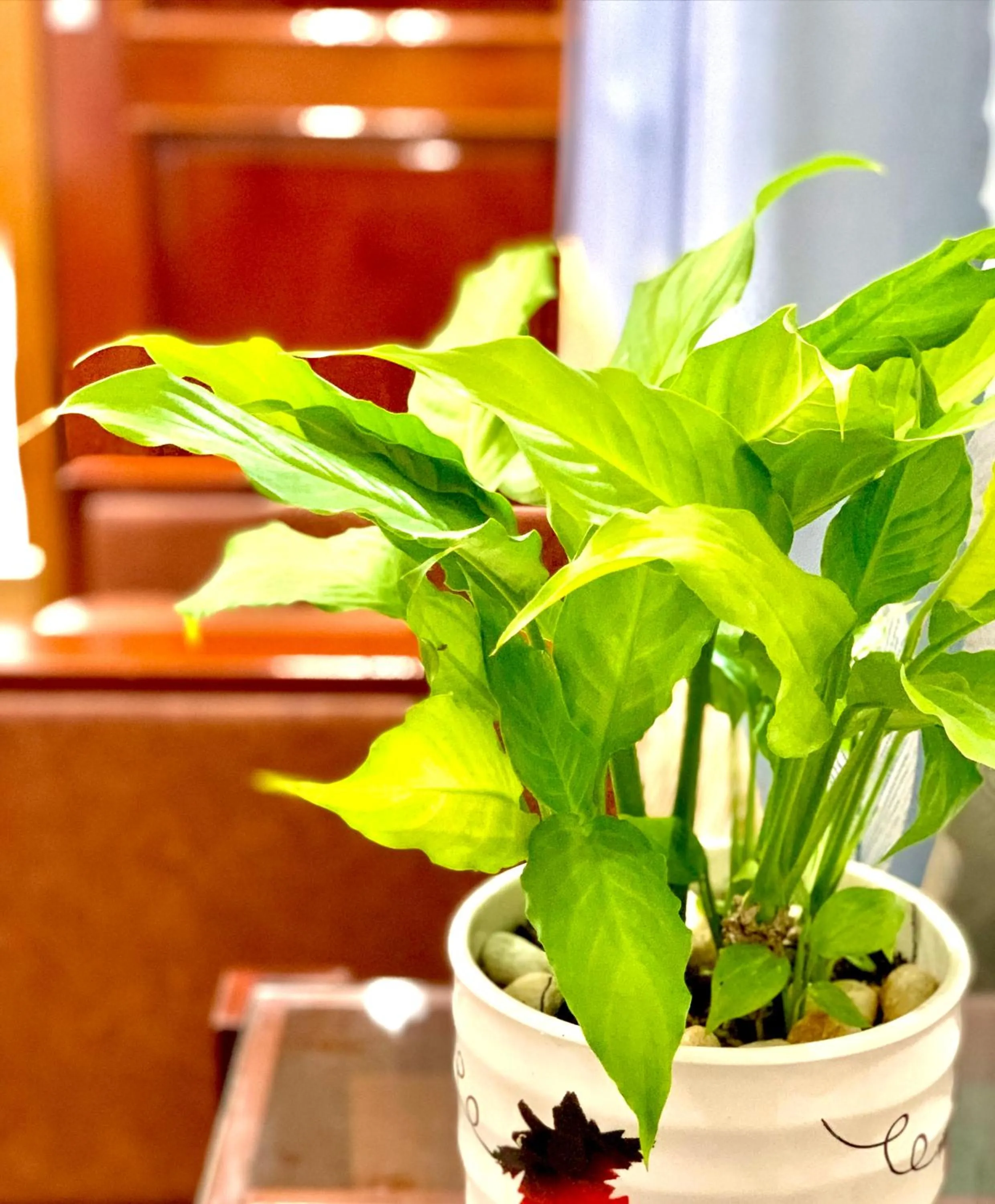 Garden in Family Homestay Dalat Casa