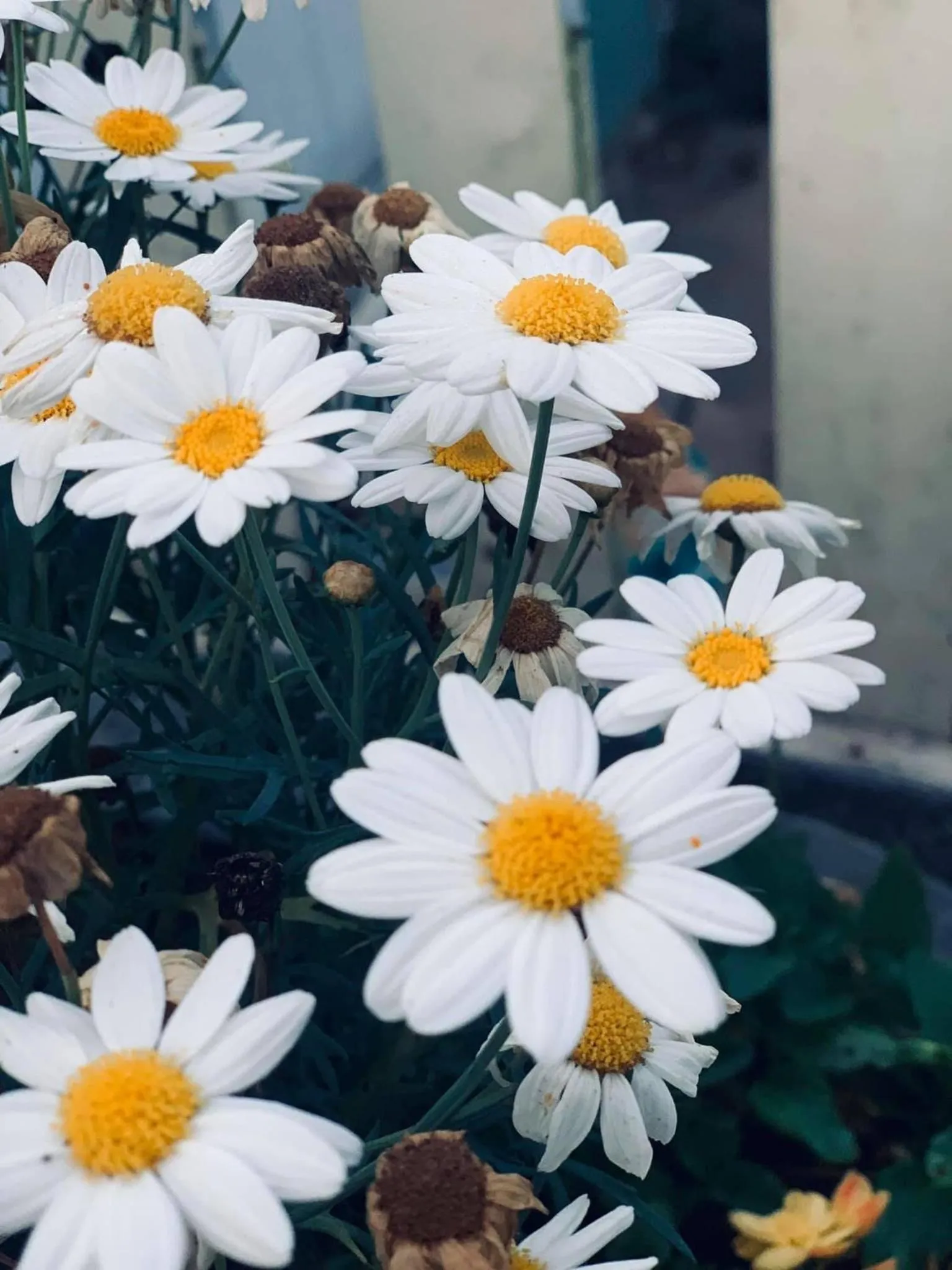 Day in Family Homestay Dalat Casa