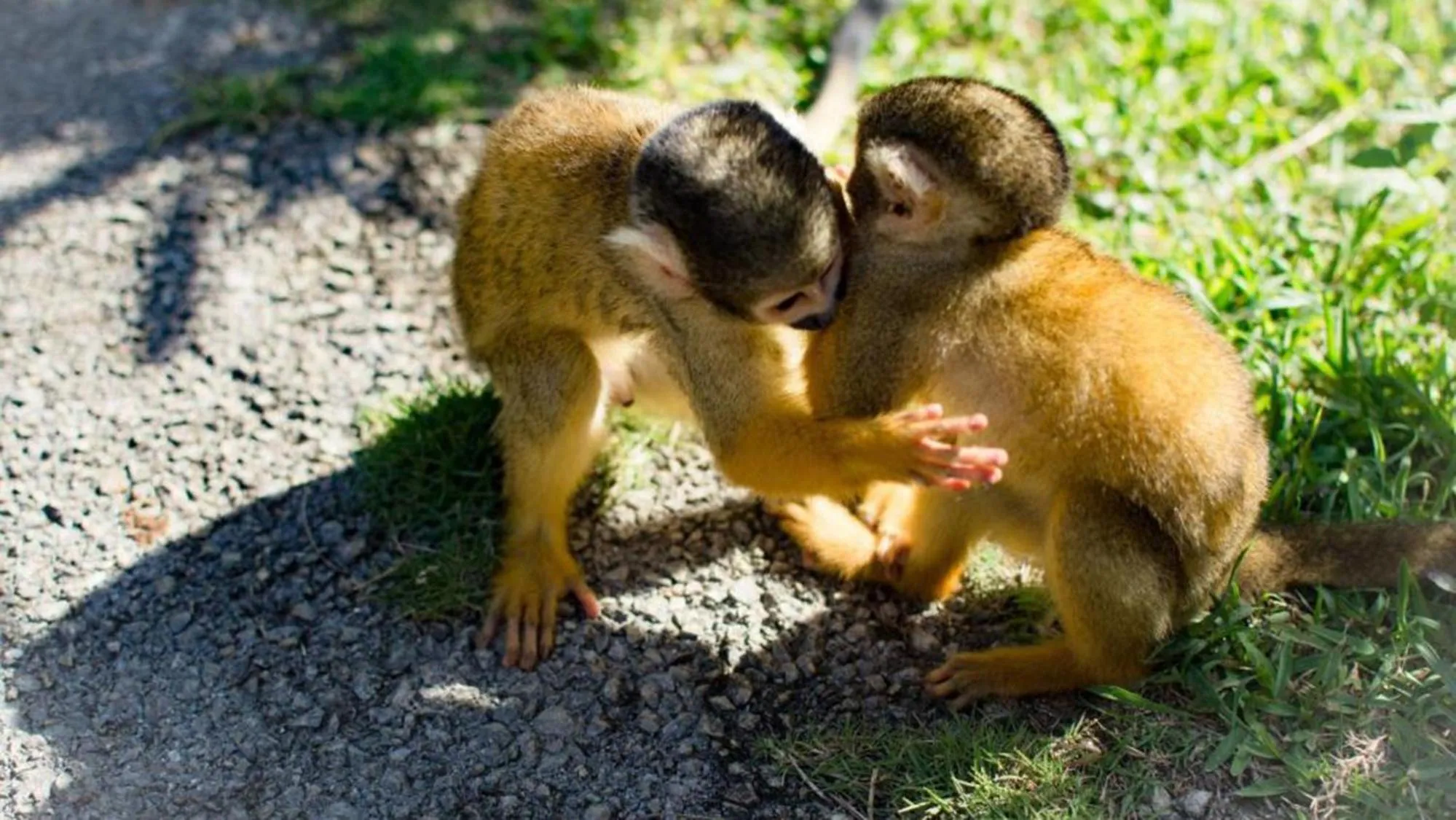 Animals in Toyoko Inn Okinawa Ishigaki-jima