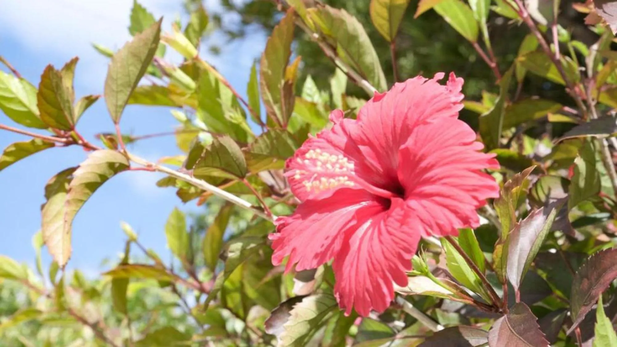 Garden in Toyoko Inn Okinawa Ishigaki-jima