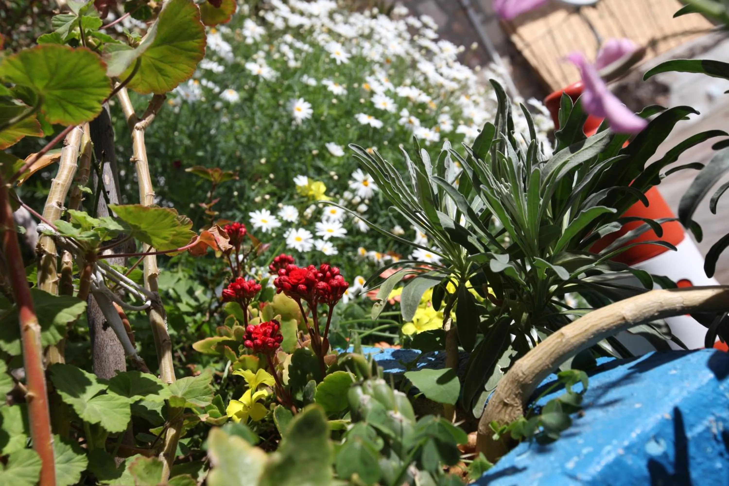 Restaurant/places to eat in Larimar Hotel Cesme