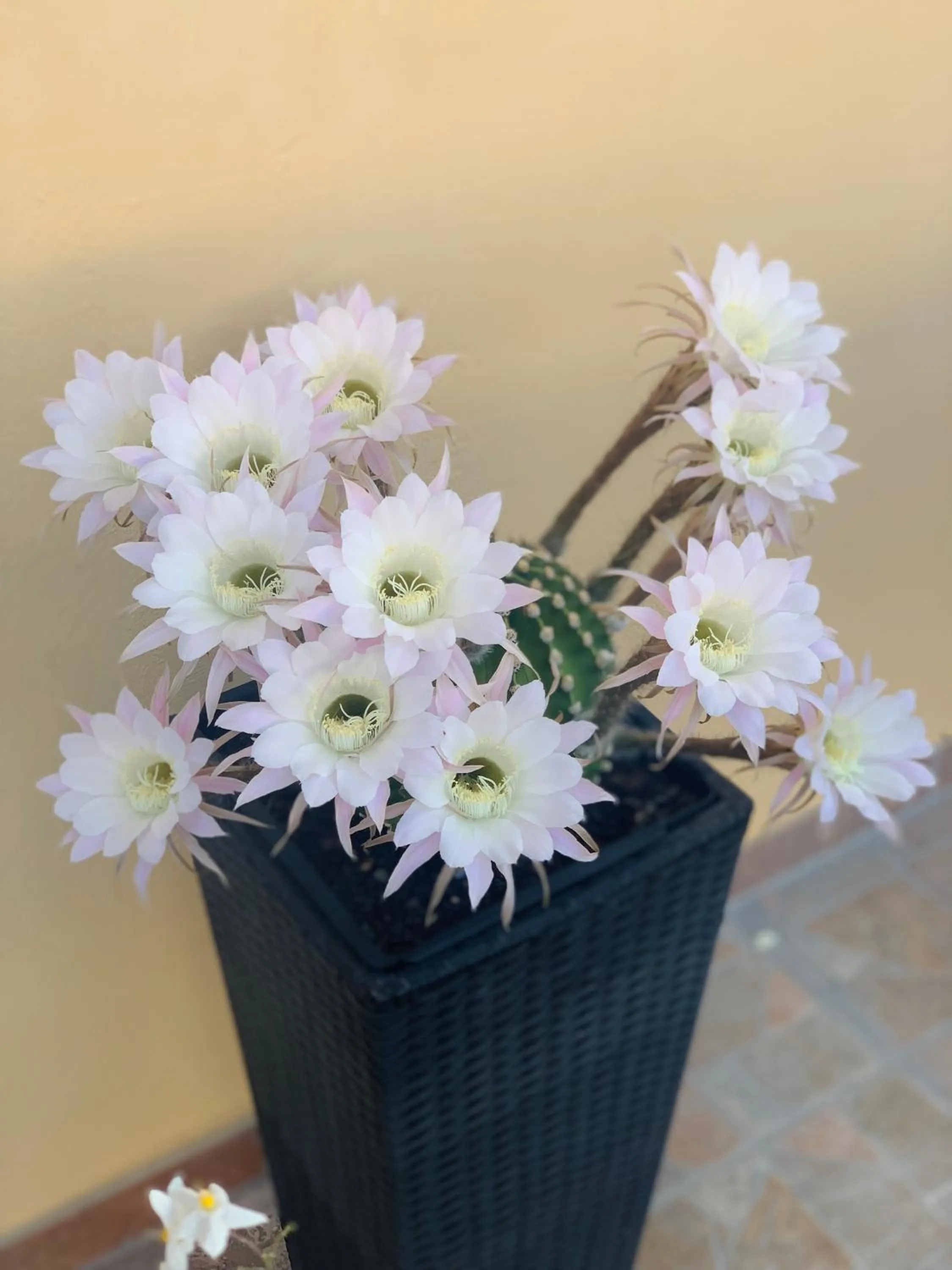 Decorative detail in BB Borgo Biella