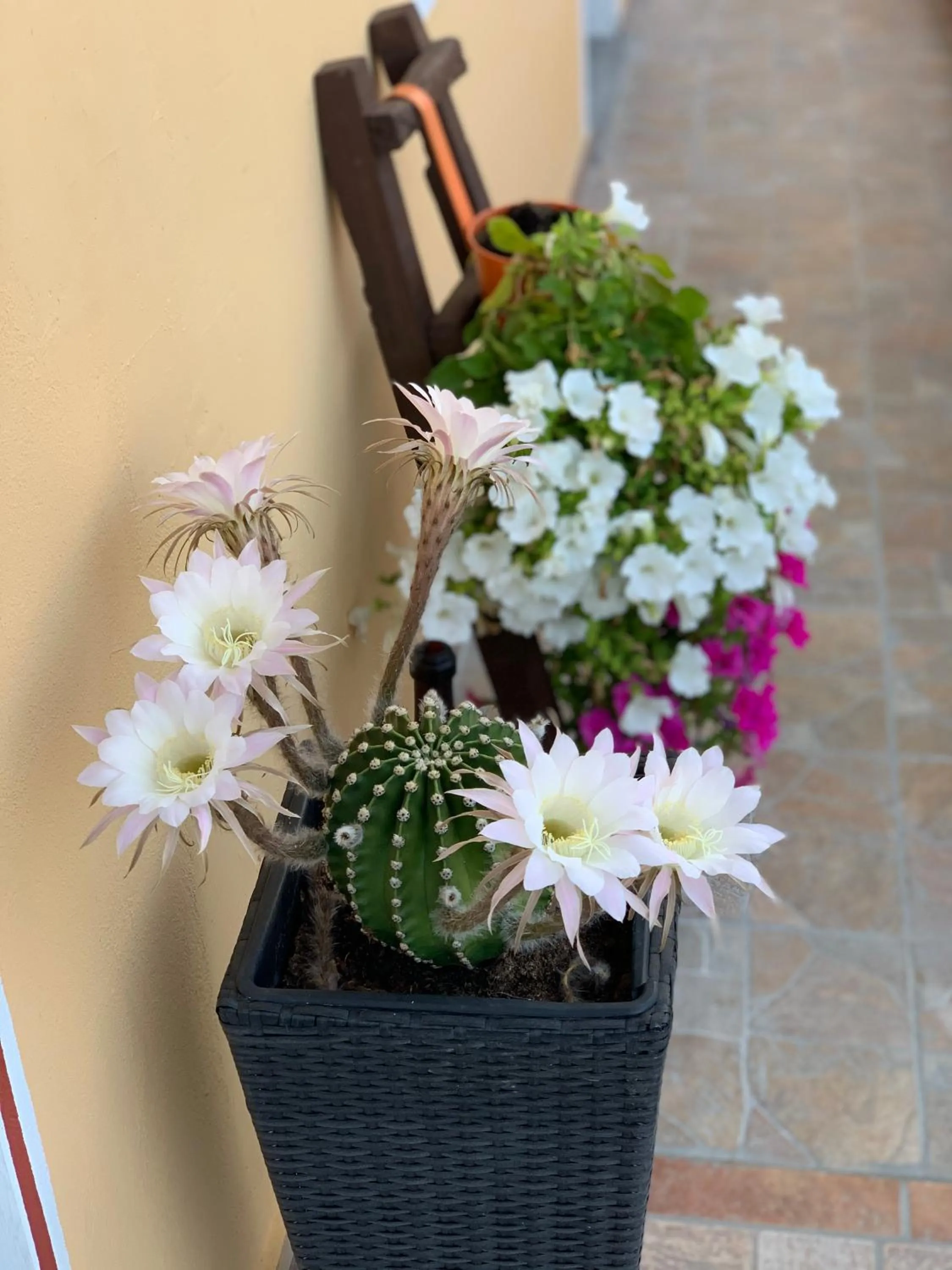 Decorative detail in BB Borgo Biella