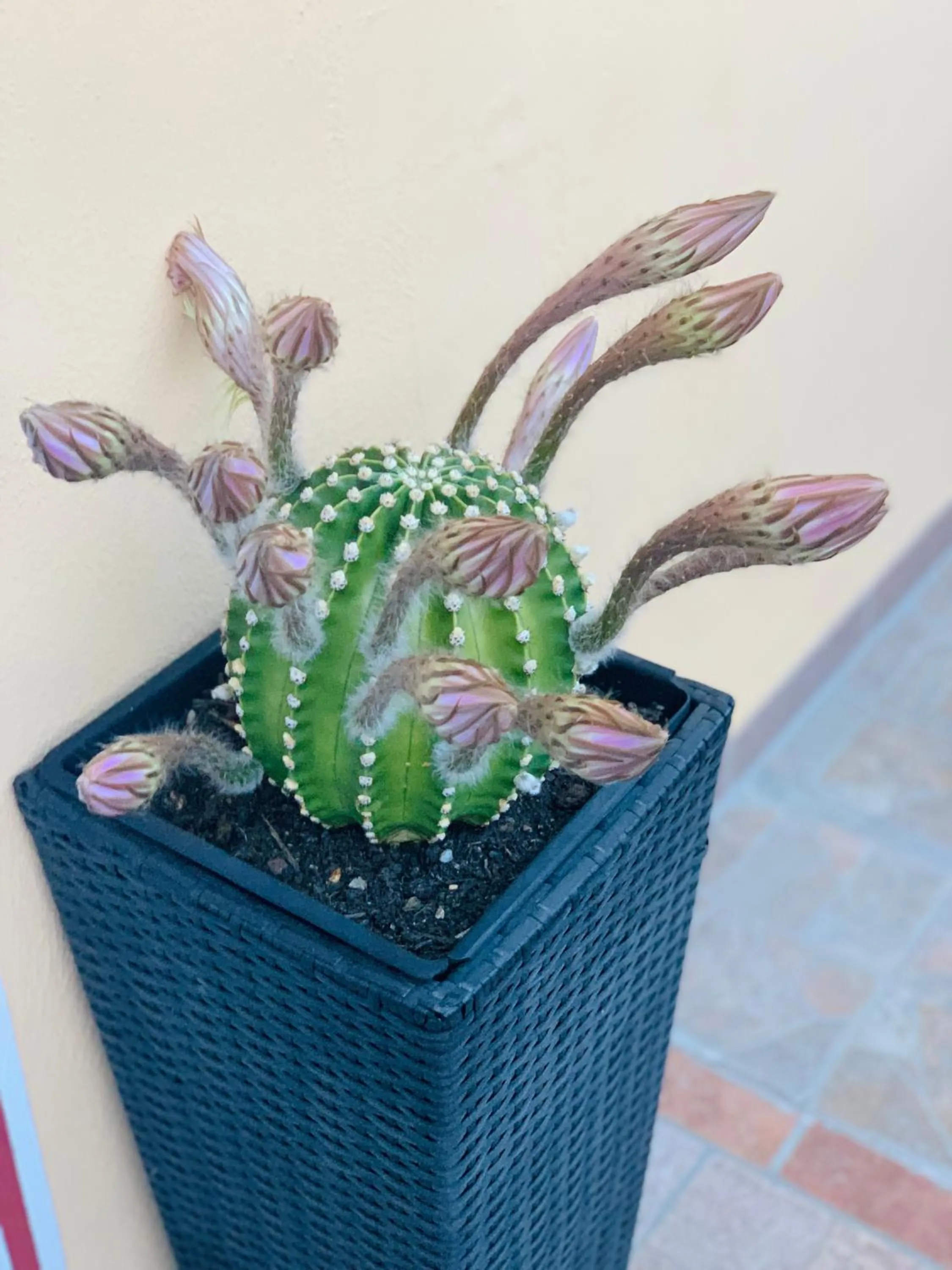 Decorative detail in BB Borgo Biella