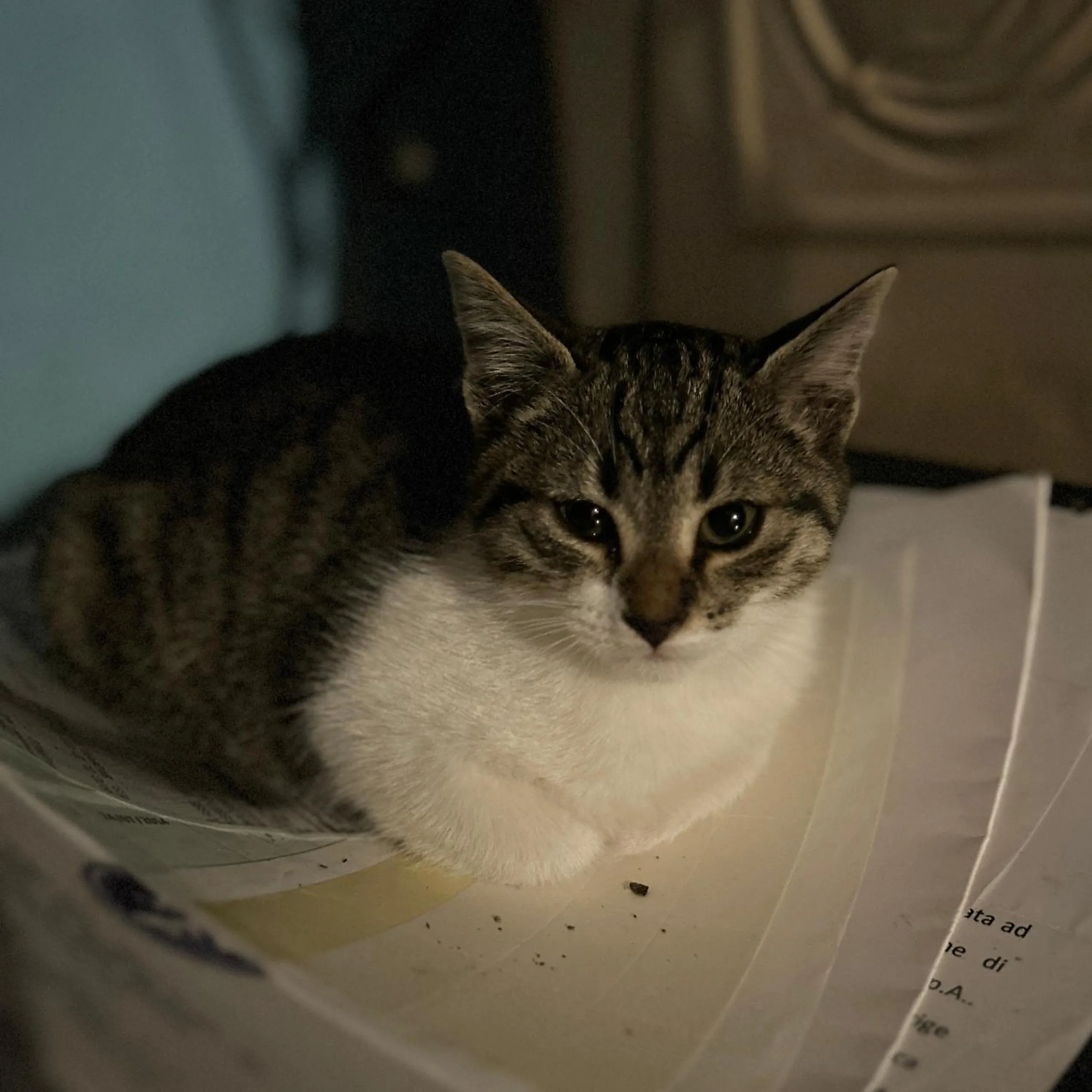 Pets in La Casa di Biba