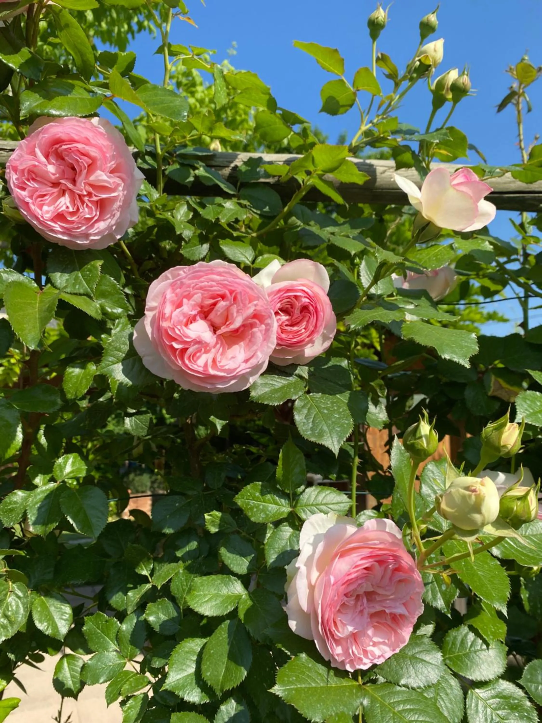 Garden in La Casa di Biba