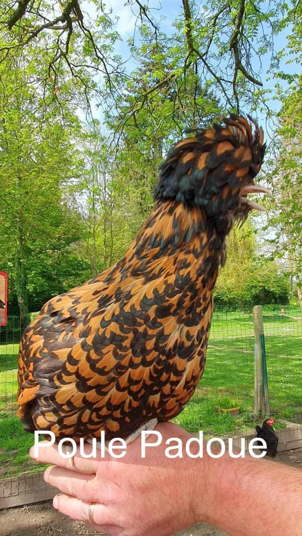 Animals in La Fermette des Ramolleux