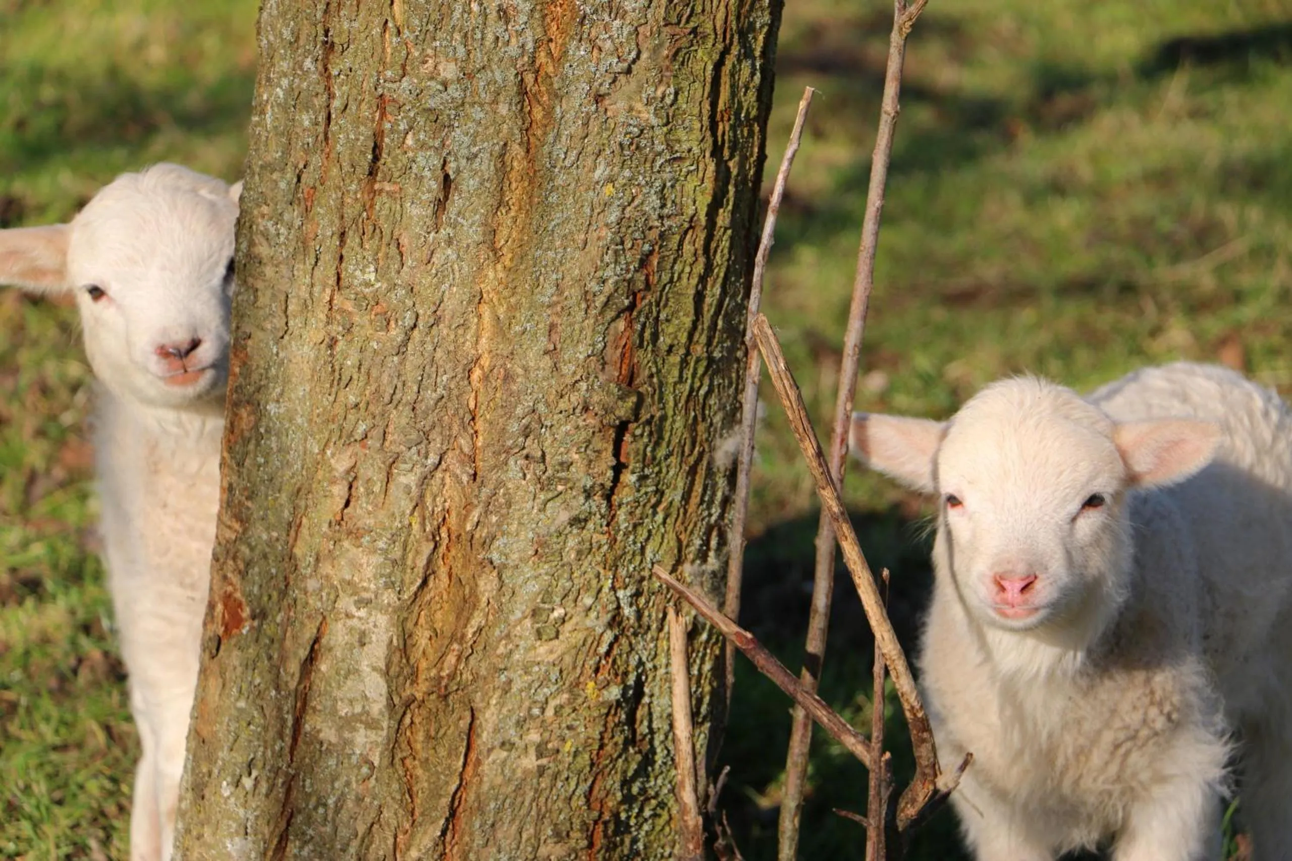 Other in La Fermette des Ramolleux