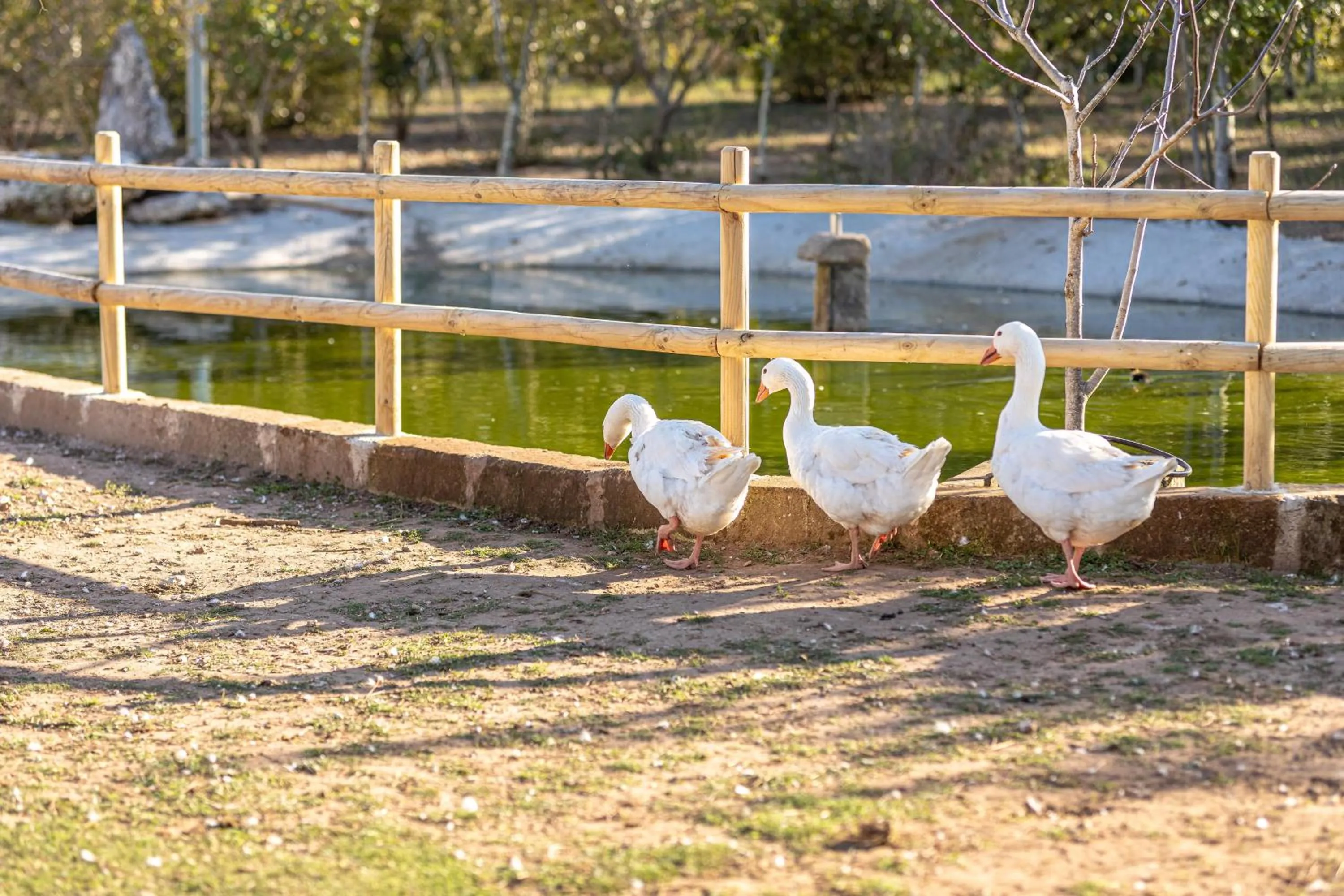 Animals in Relais Borgo Segine