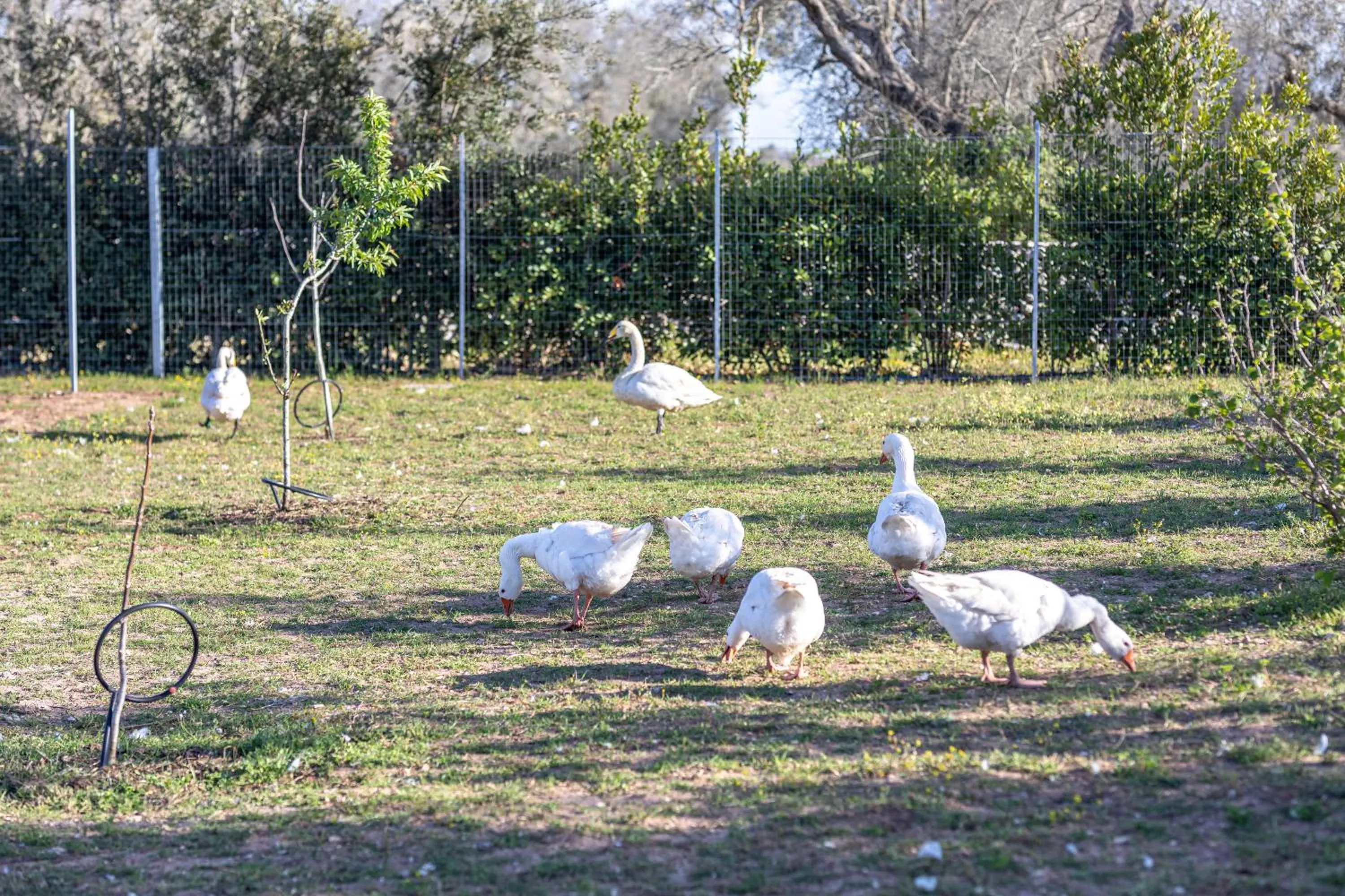 Garden in Relais Borgo Segine