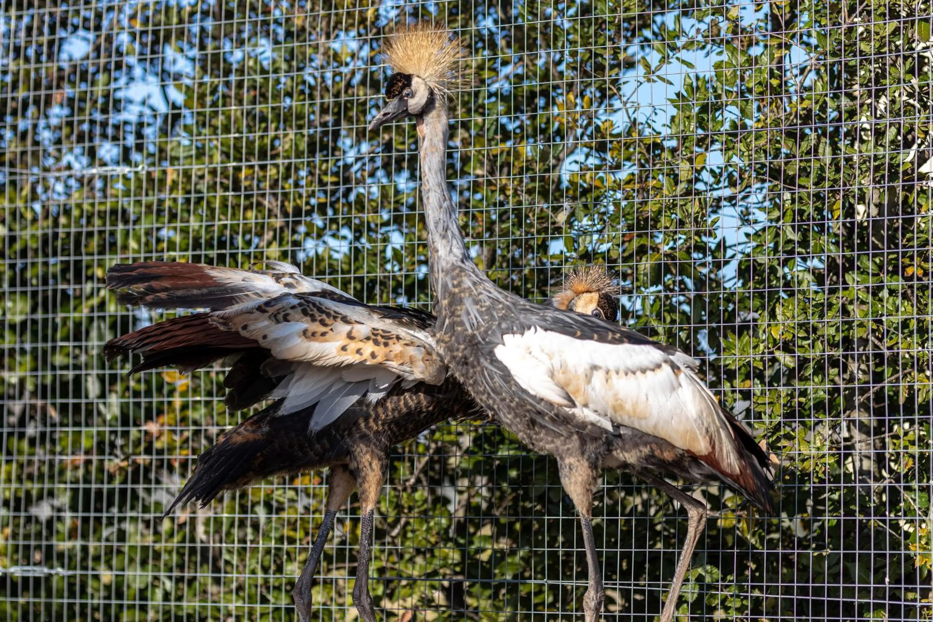 Animals in Relais Borgo Segine