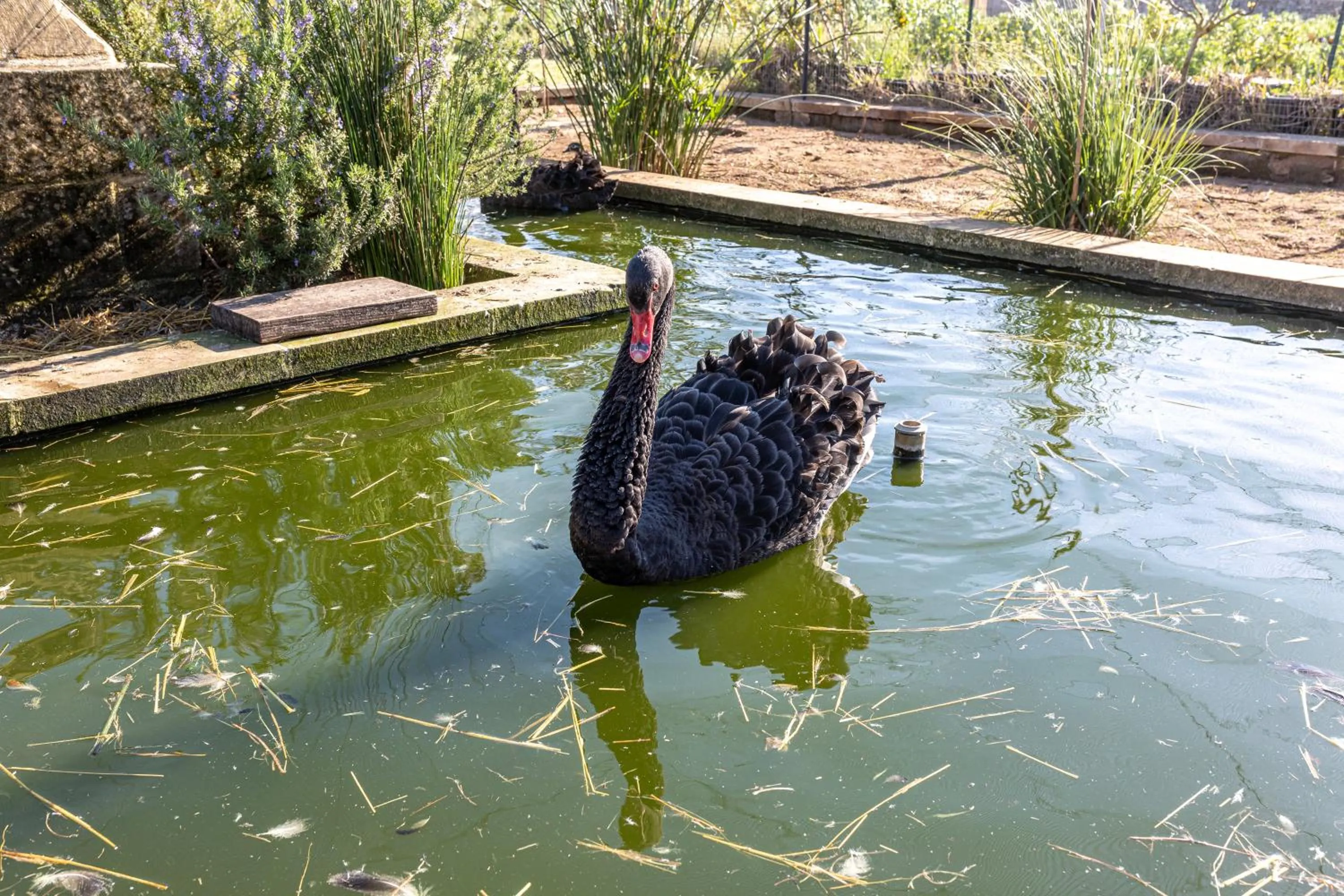 Animals in Relais Borgo Segine