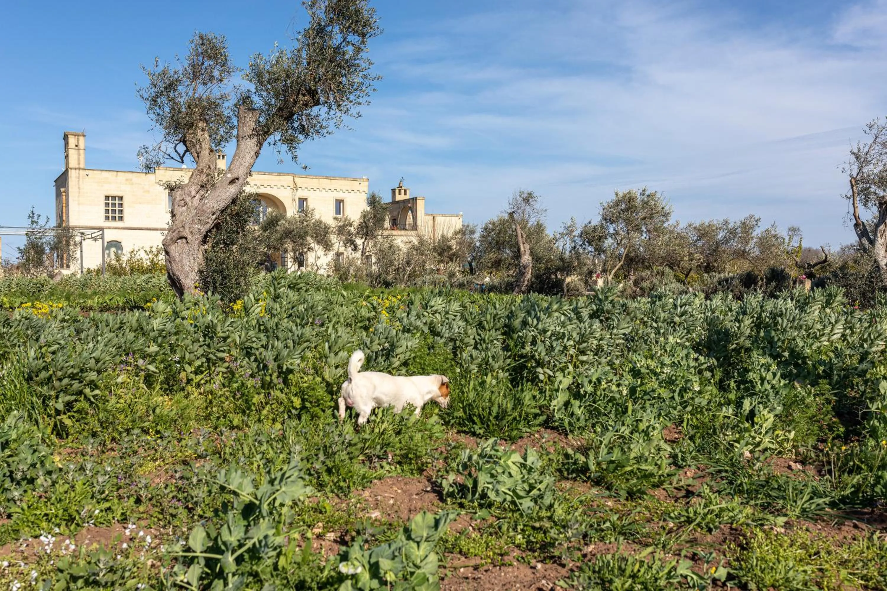 Garden in Relais Borgo Segine