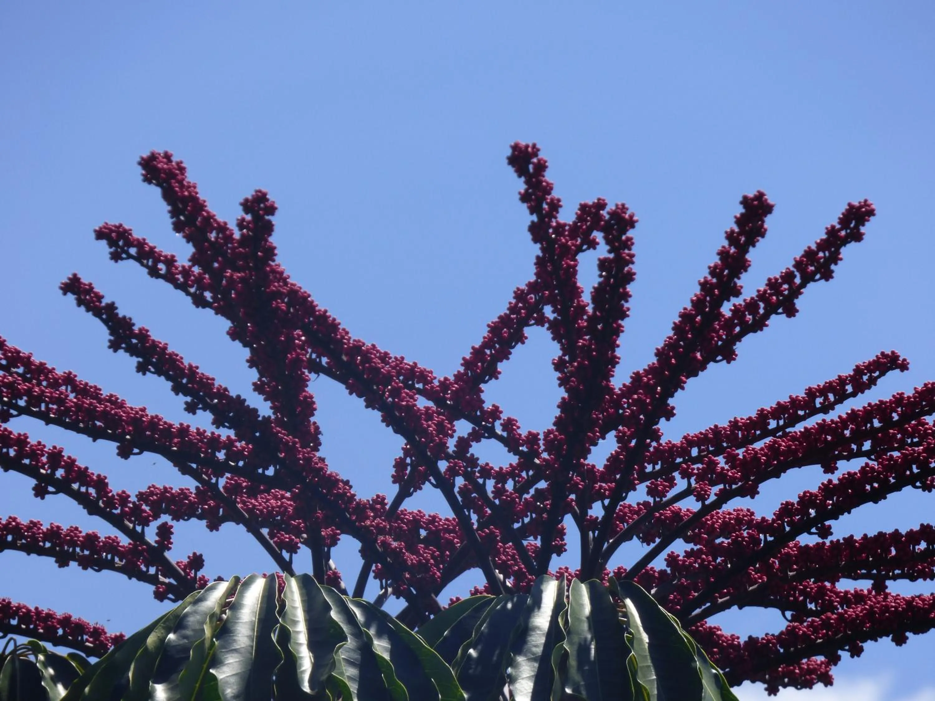 Garden in Le Pristine Wellness and Healing Hotel