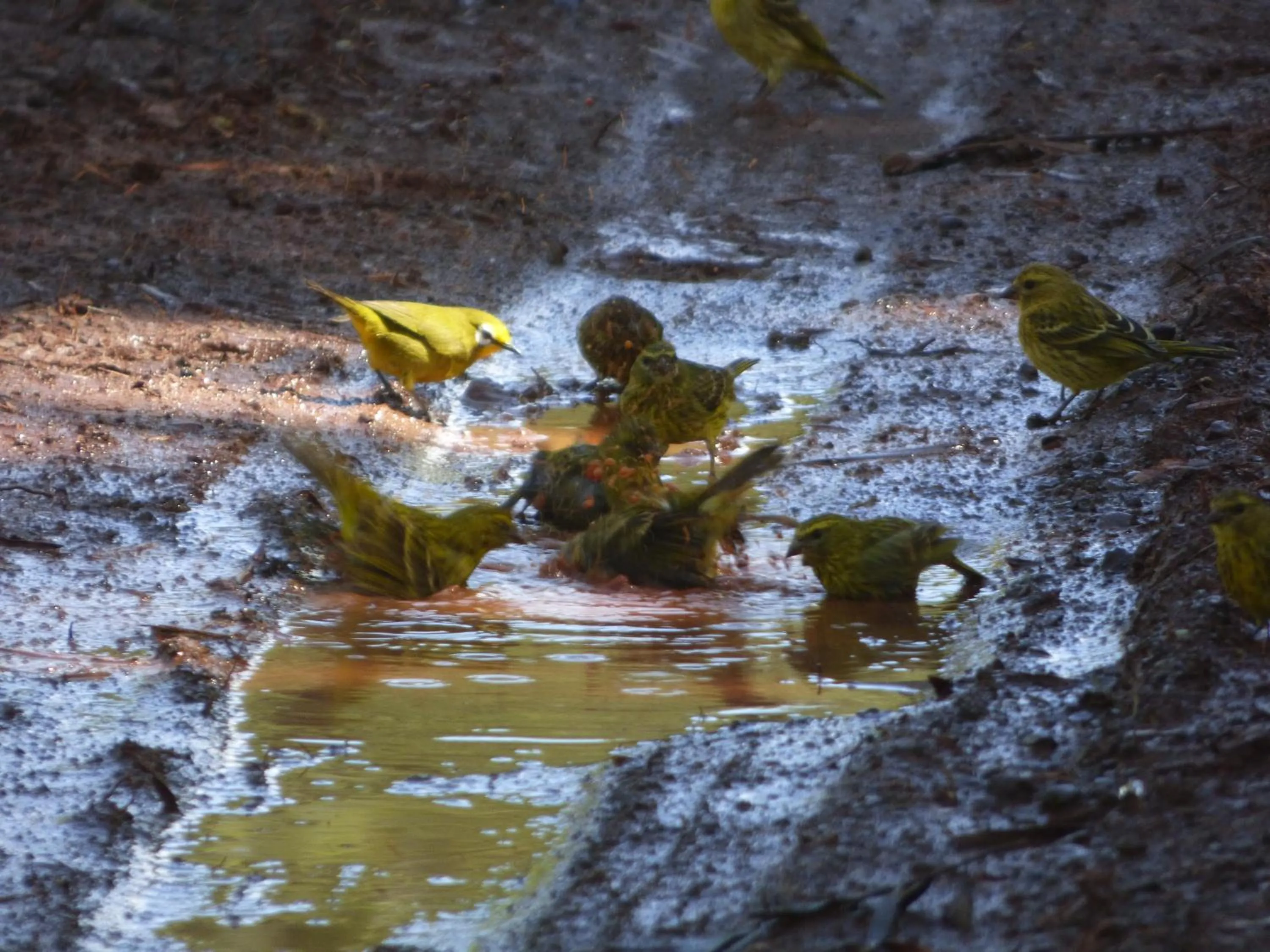 Neighbourhood in Le Pristine Wellness and Healing Hotel