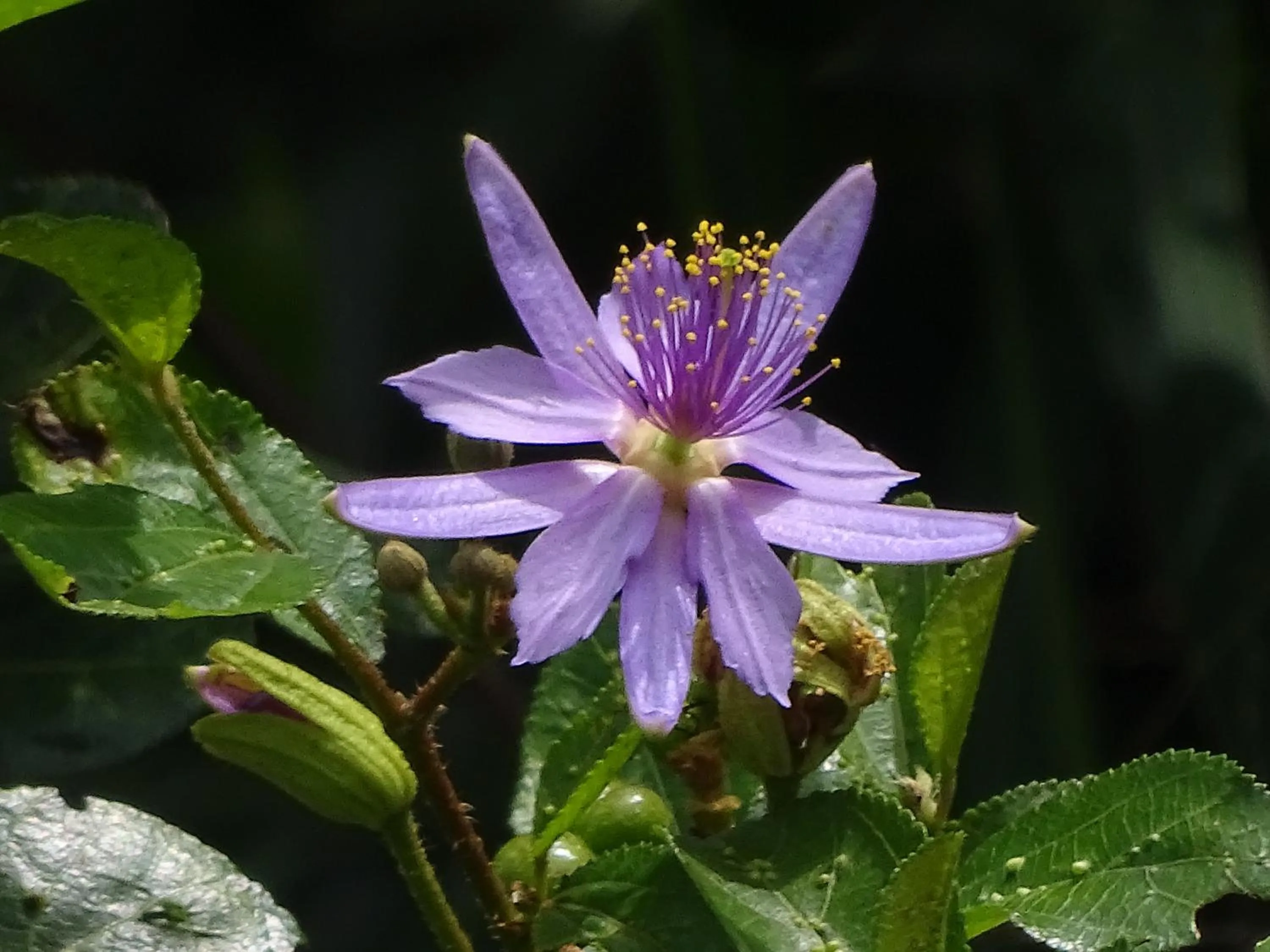 Garden in Le Pristine Wellness and Healing Hotel