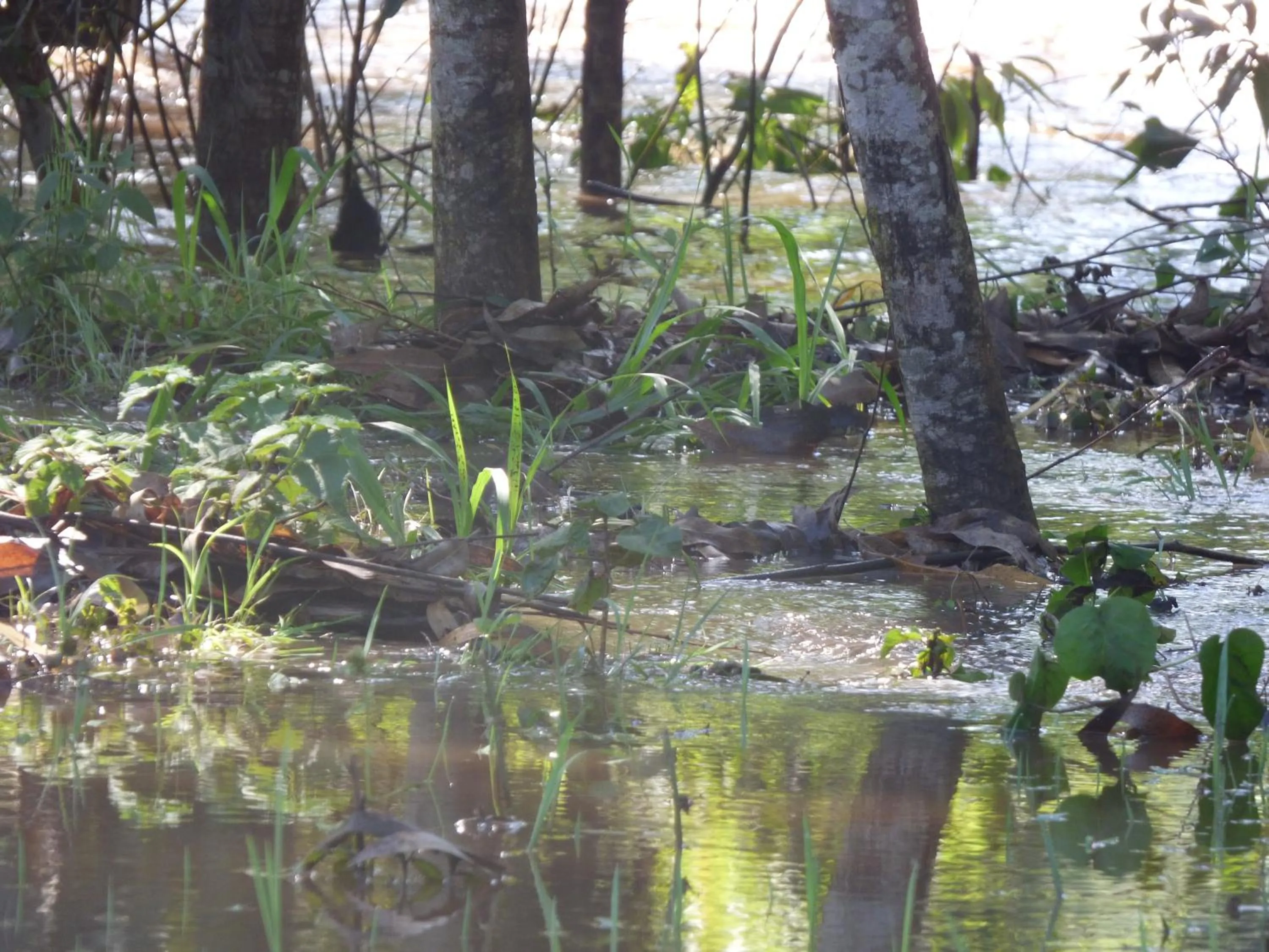 Natural landscape in Le Pristine Wellness and Healing Hotel