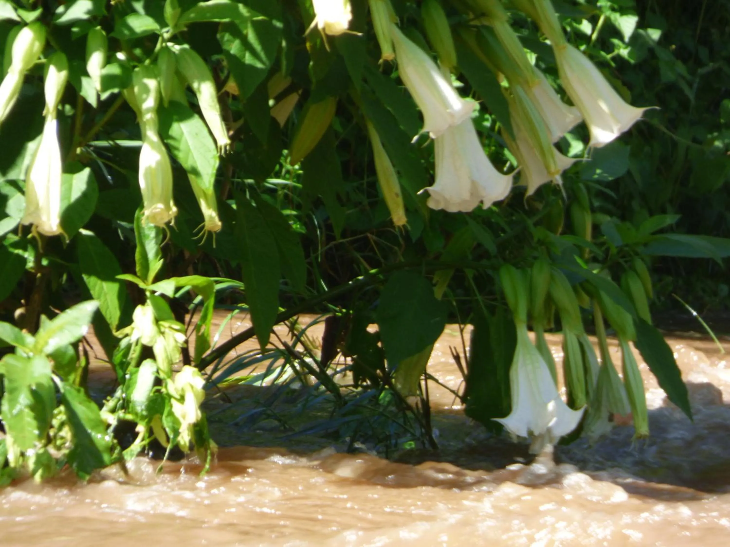 Natural landscape in Le Pristine Wellness and Healing Hotel